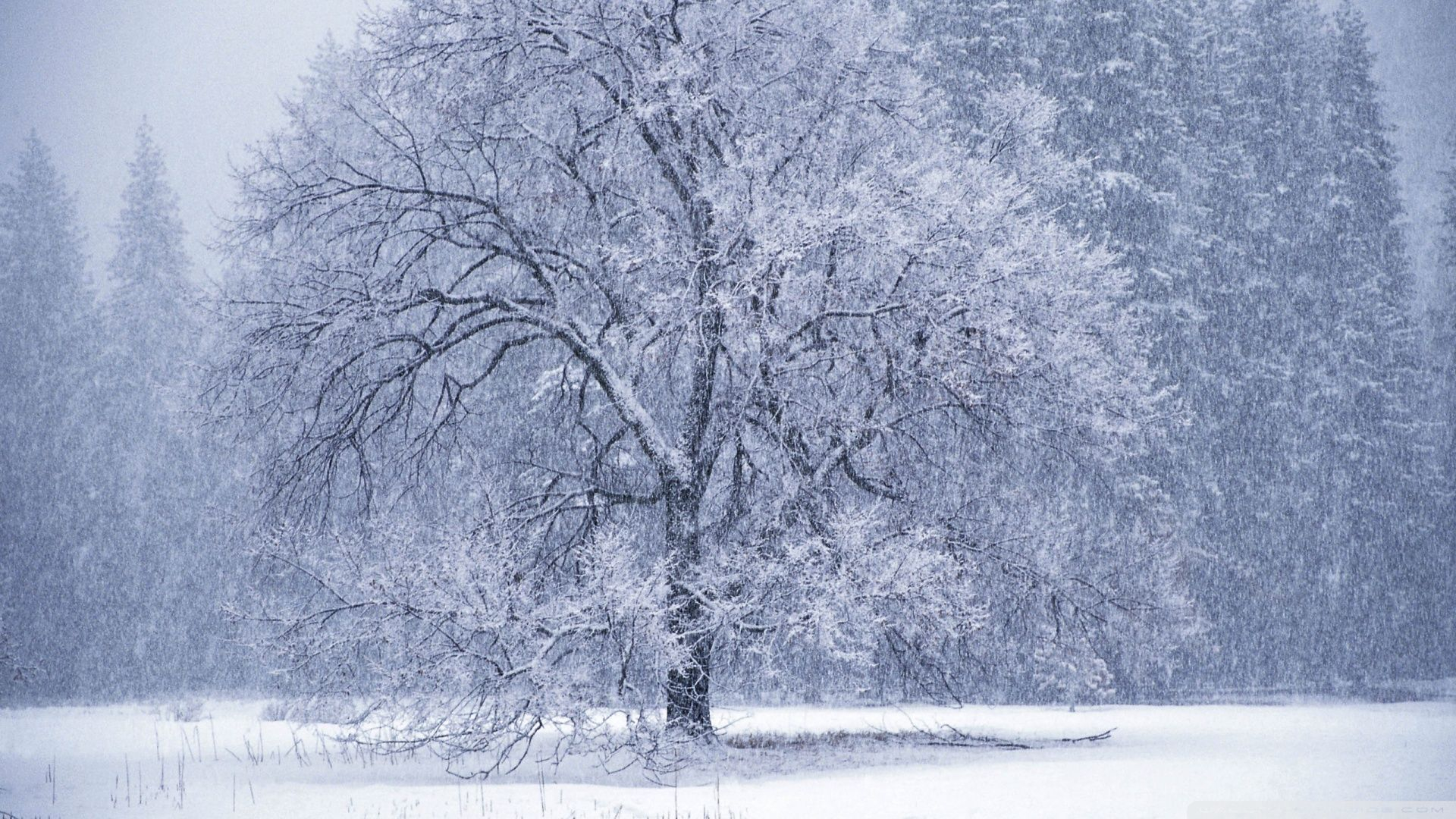1920x1080 Snow Falling | Scene wallpaper, Winter trees, Snow images