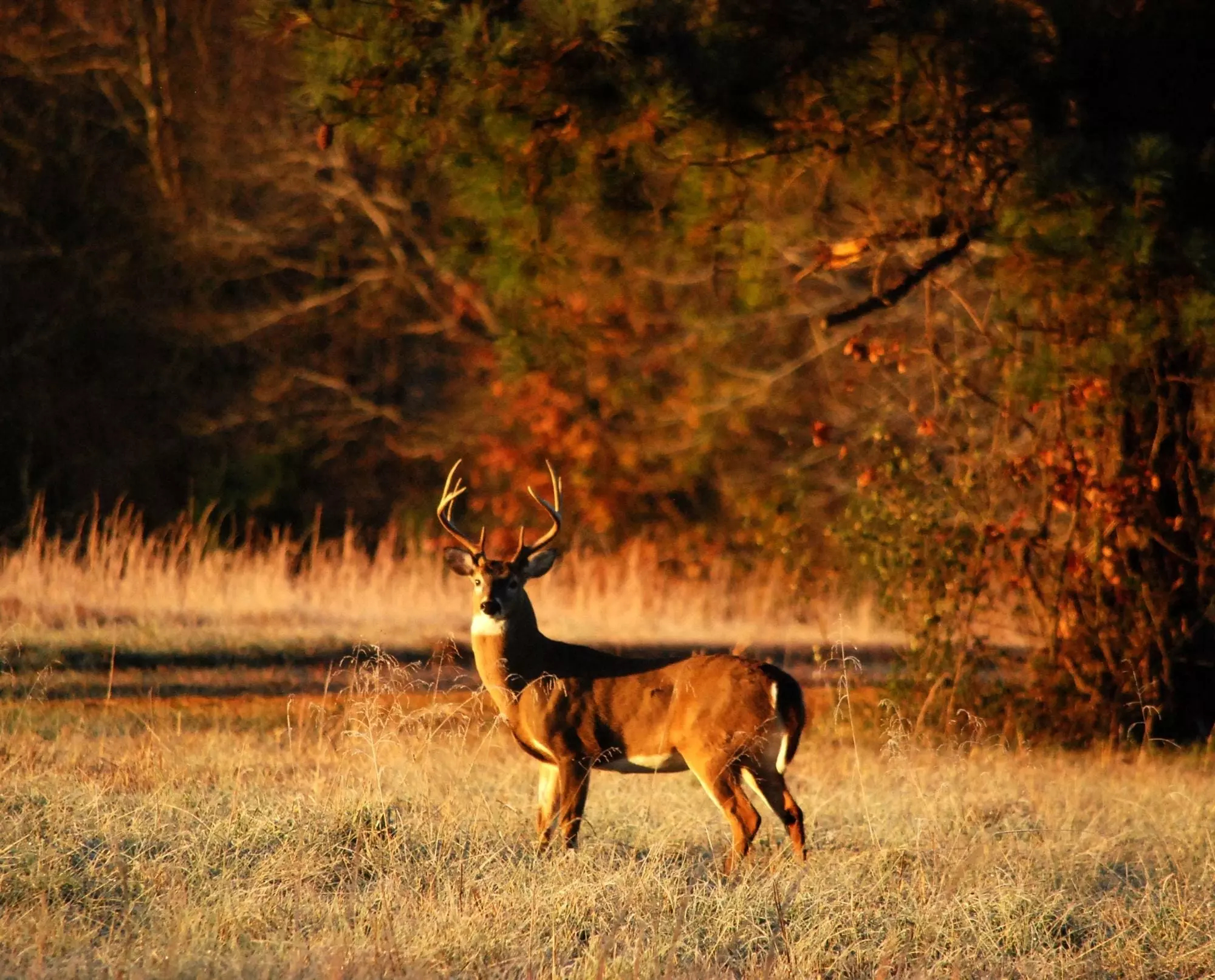 2000x1612 Why Native Landscapes are Great for Whitetail Deer Hunt to Eat