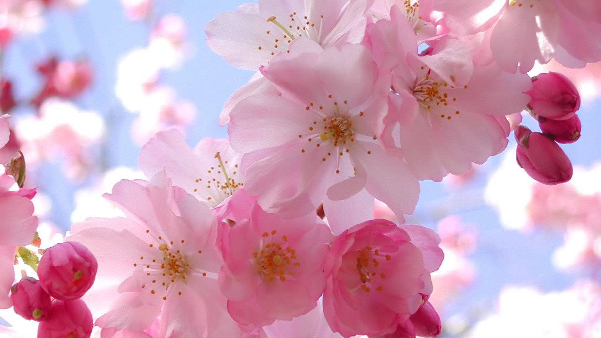 1920x1080 Download Cherry Blossom Wallpaper