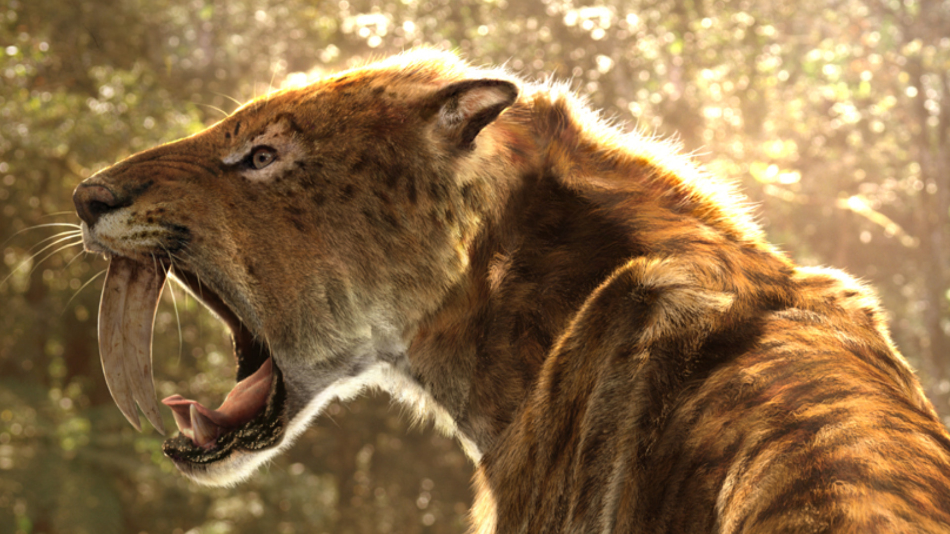 1920x1080 10+ Saber-Toothed Tiger HD Wallpapers und Hintergr&Atilde;&frac14;nde
