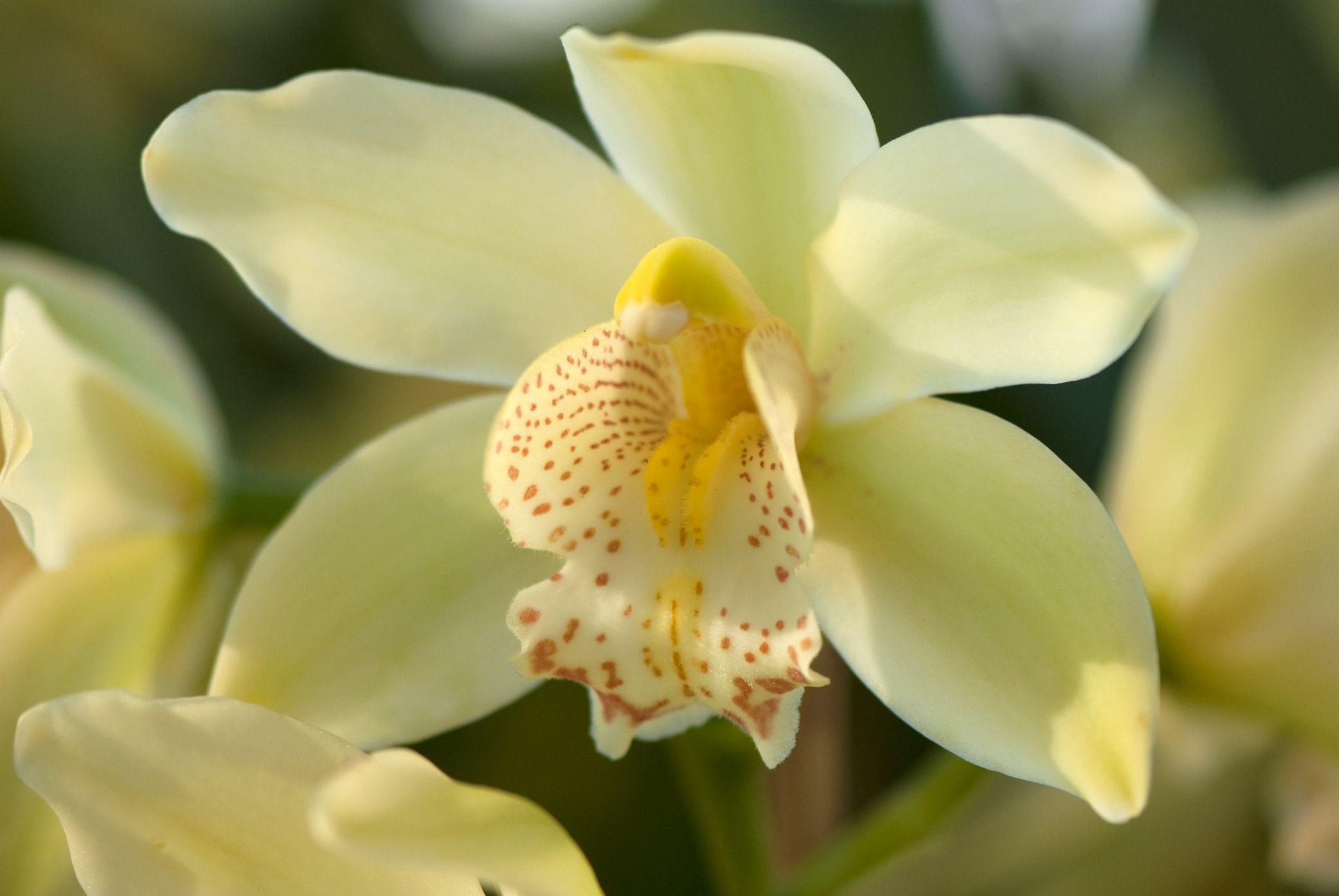 1936x1296 Tip of the Week: Repotting Orchids&acirc;&#128;&#148;Transferring to a New Pot Plant Talk