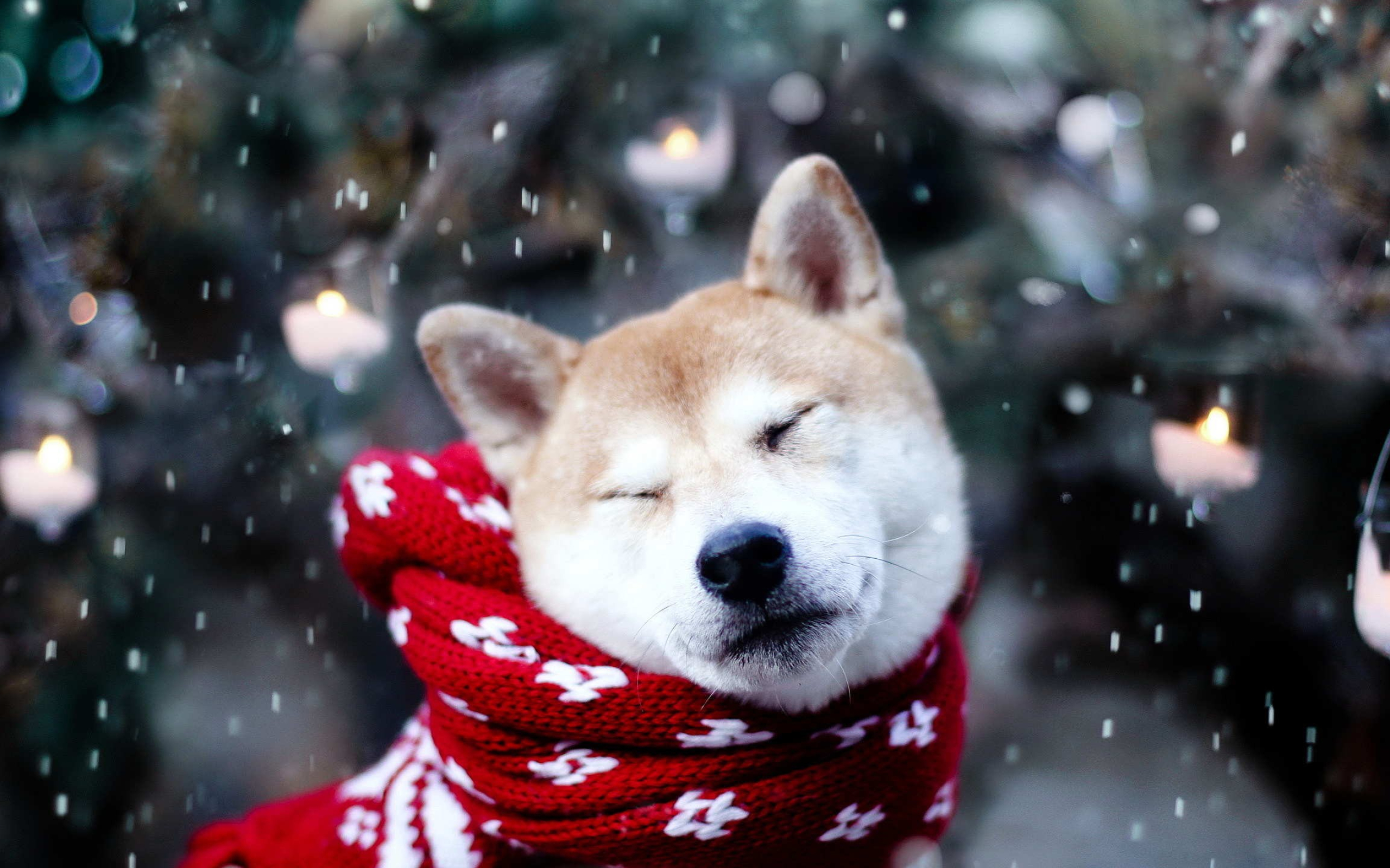 2560x1600 Wallpaper : animals, snow, winter, Shiba Inu, dog like mammal, dog breed group vexel78 120553 HD Wallpapers