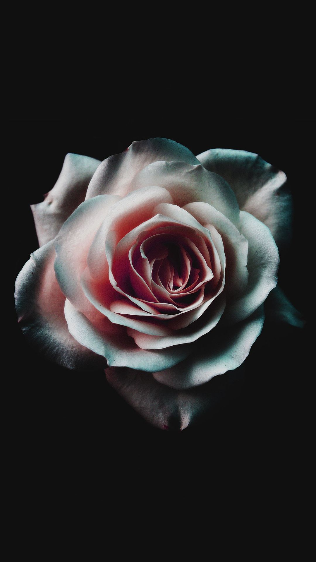 1080x1920 Black Roses iPhone Wallpapers
