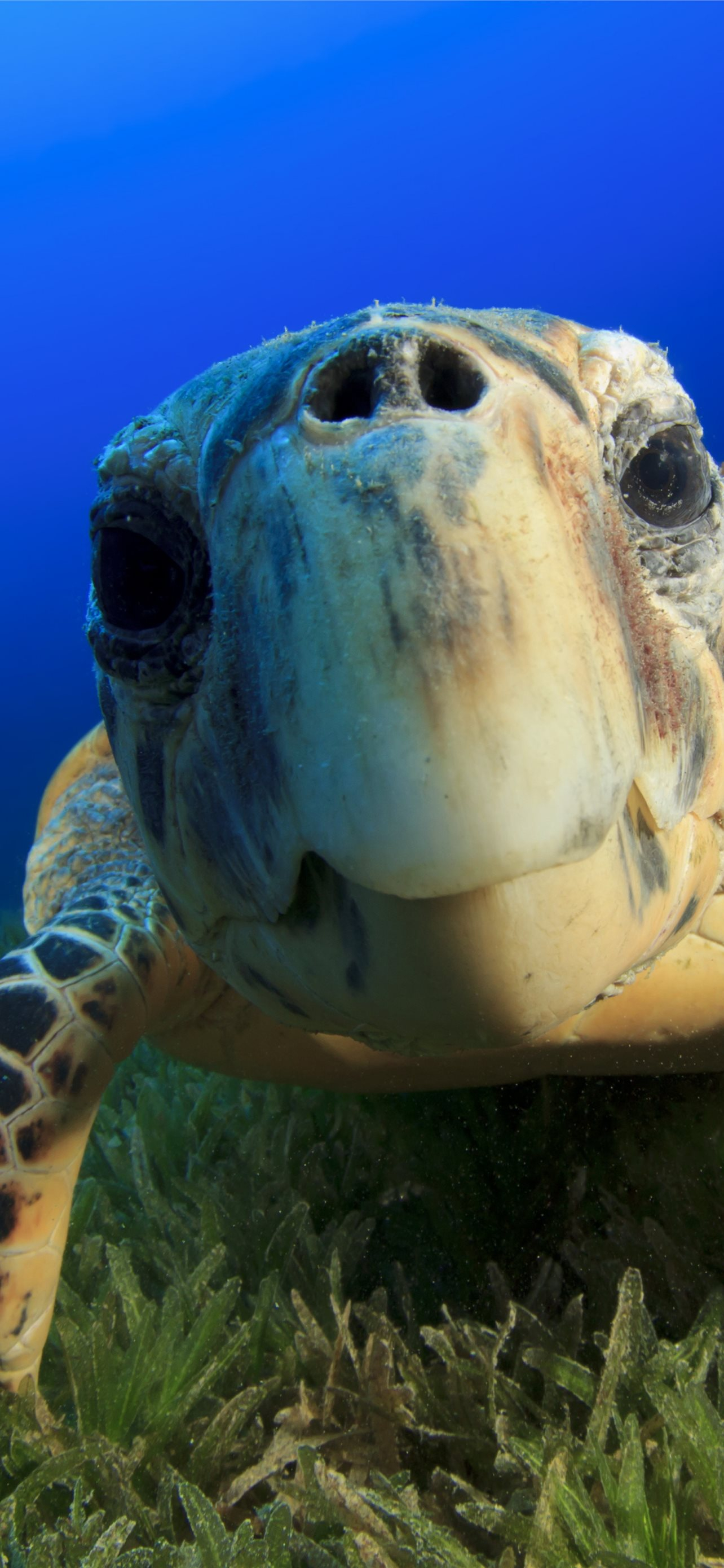 1284x2778 Hawksbill Sea Turtle Bahamas Atlantic Pacific iPhone Wallpapers Free Download