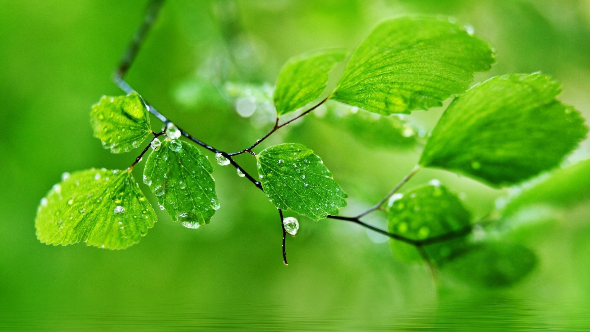 1920x1080 Green Leaf Rain Wallpapers Top Free Green Leaf Rain Backgrounds