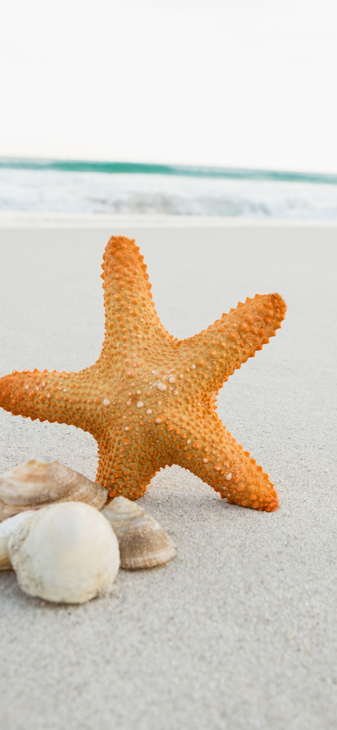 1125x2436 Download seashell, starfish, sand, beach wallpaper, iphone x, hd image, background, 5010