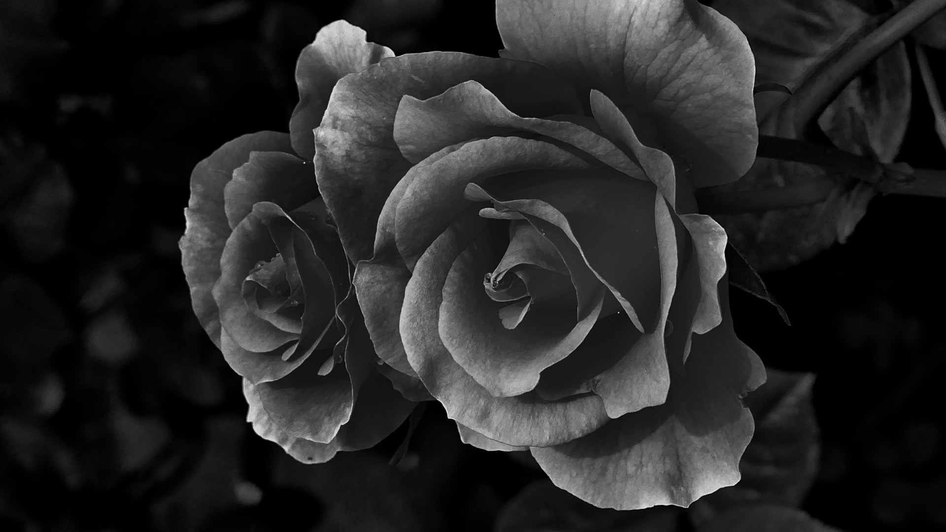 1920x1080 Black Rose Wallpapers [Full HD Free Download