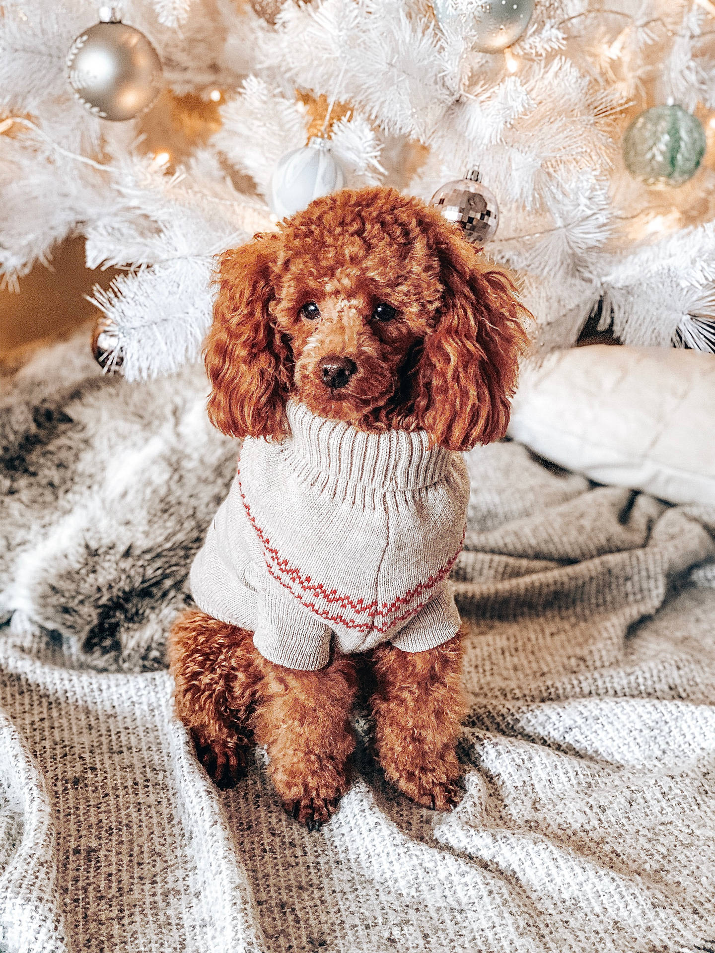 1440x1920 Download Toy Poodle Knit Sweater Wallpaper