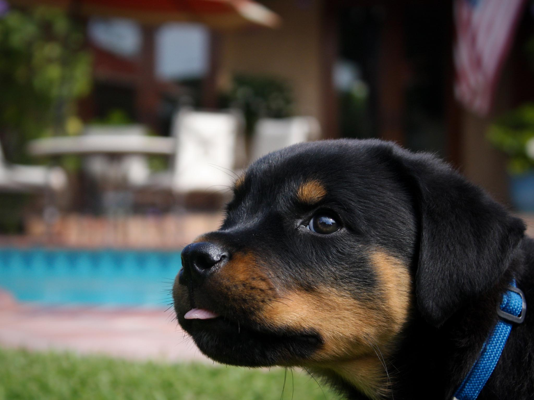 2048x1536 Adorable-Small-Rottweiler-Puppy-Wallpaper FamousDC