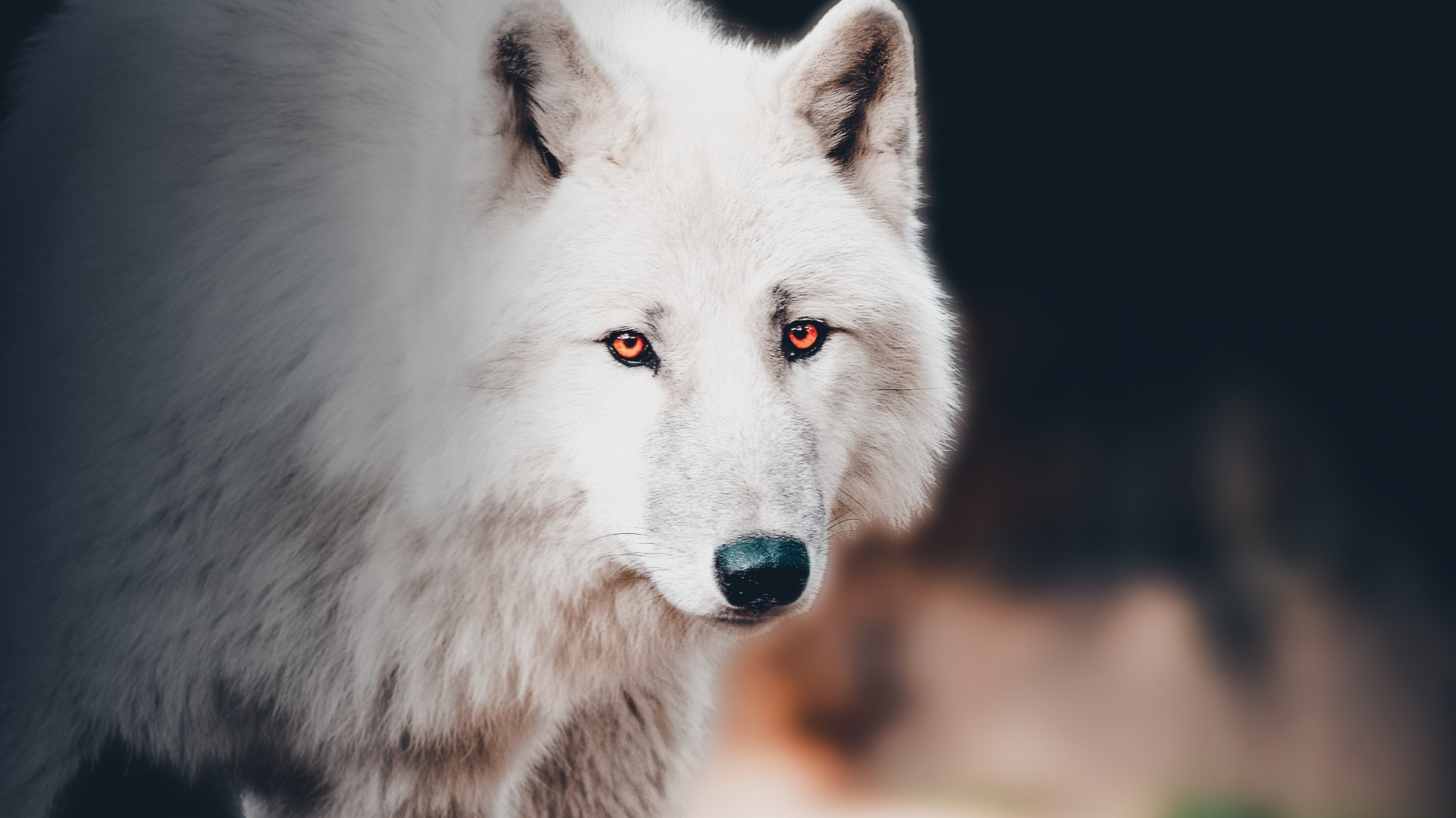 1920x1080 Download the white wolf, portrait wallpaper, full hd, hdtv, fhd, 1080p wallpaper, hd image, background, 21230