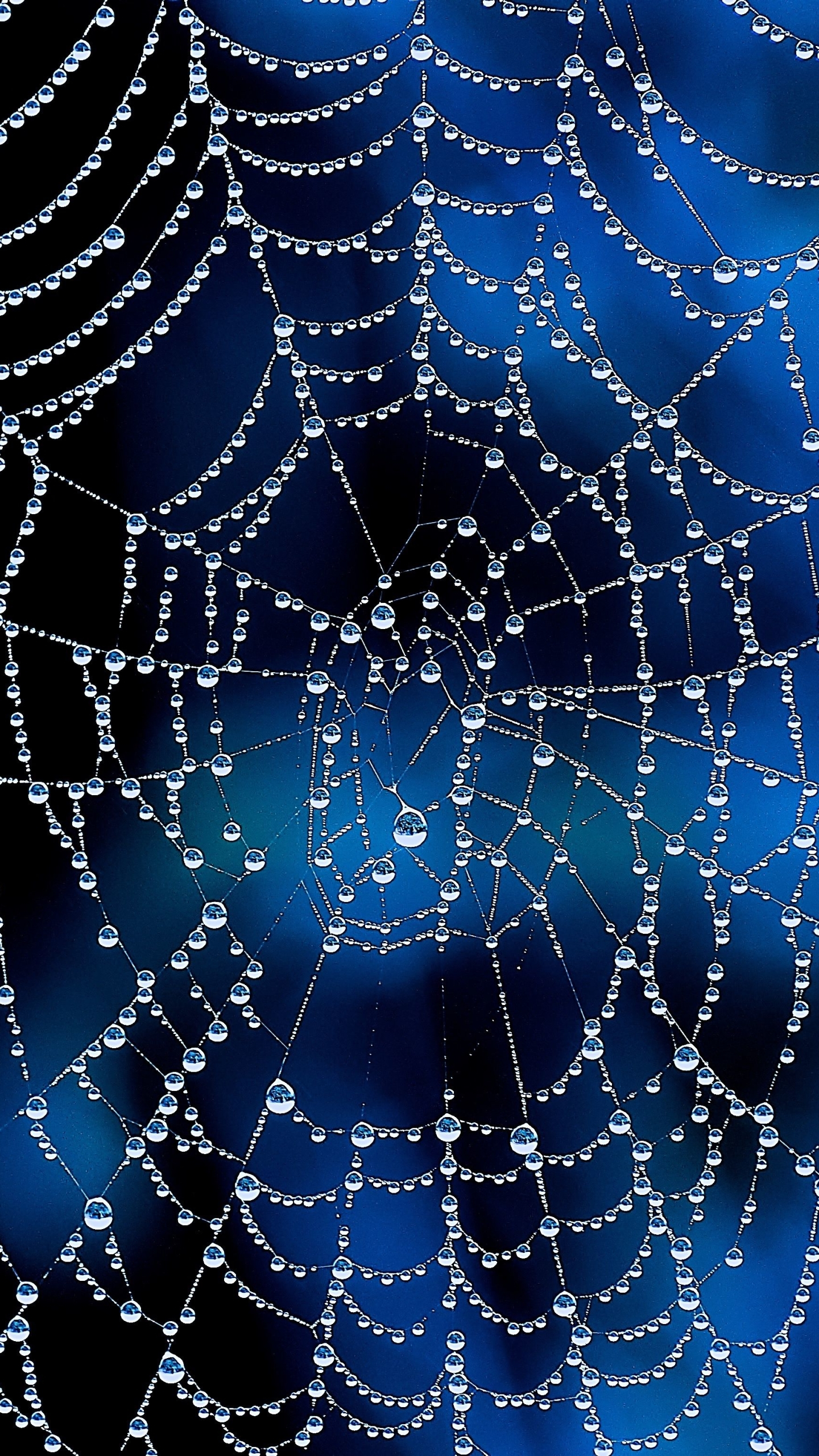 1440x2560 Spider Web Phone Wallpaper Mobile Abyss