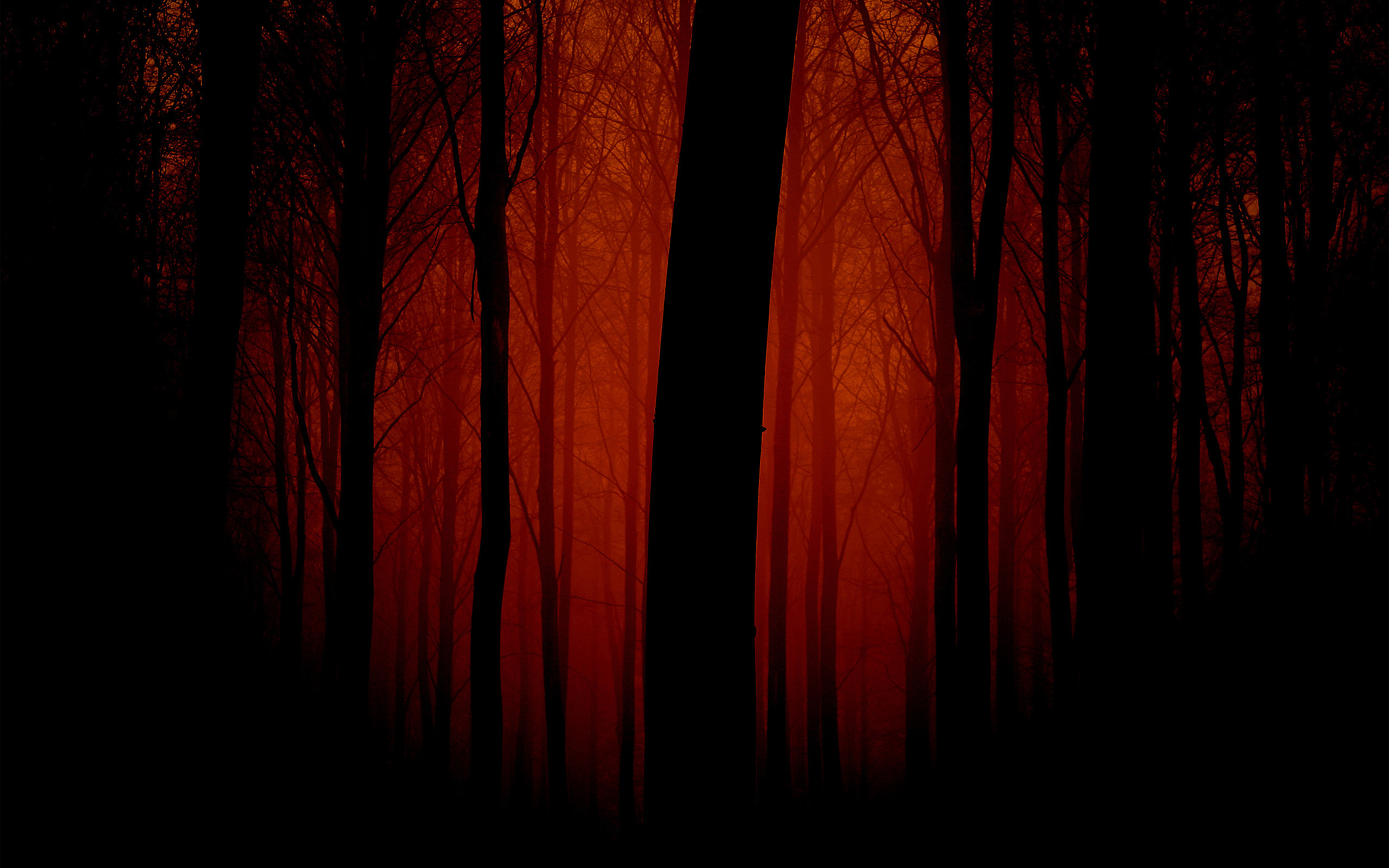 2560x1600 Dark scary forest. Widescreen Nature Wallpapers for your phone. Trees, branches
