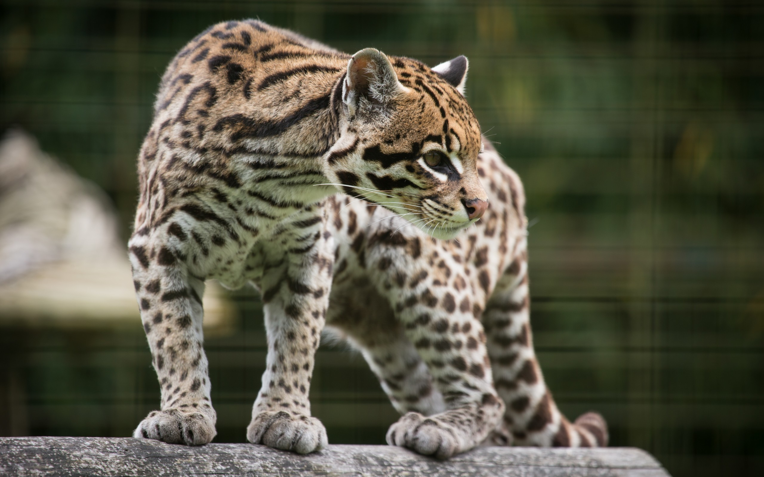 2560x1600 20+ Ocelot HD Wallpapers and Backgrounds