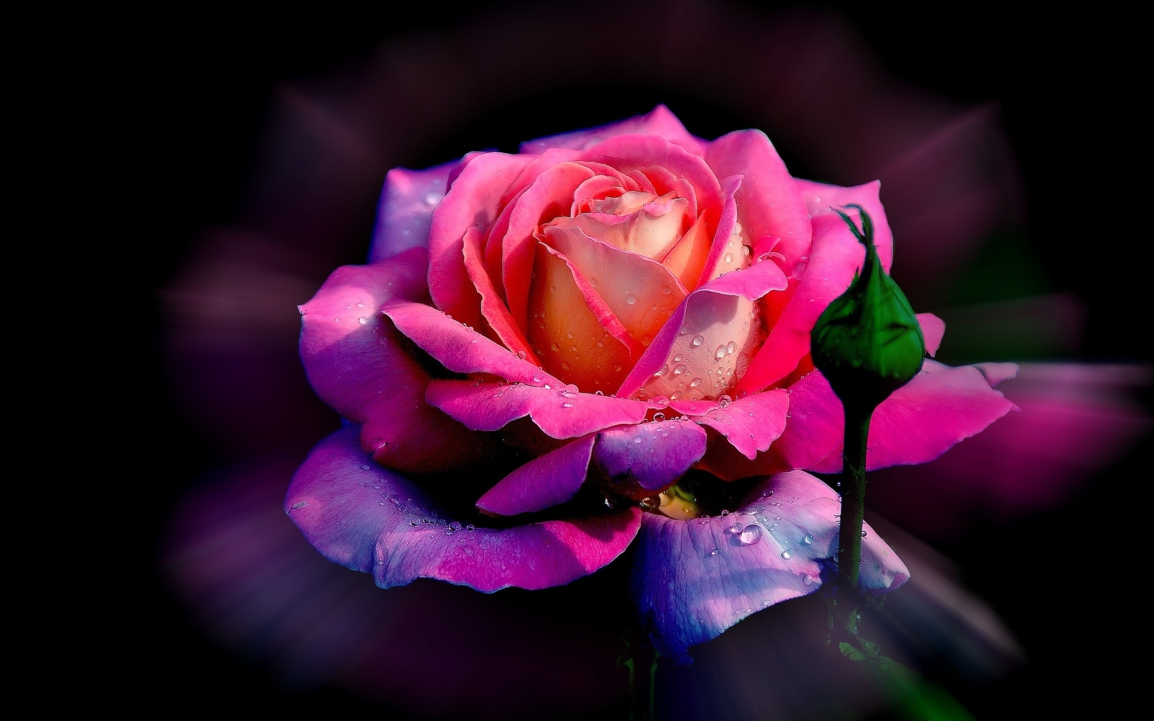 2304x1440 Rose, HD Flowers, 4k Wallpapers, Images, Backgrounds, Photos and Pictures