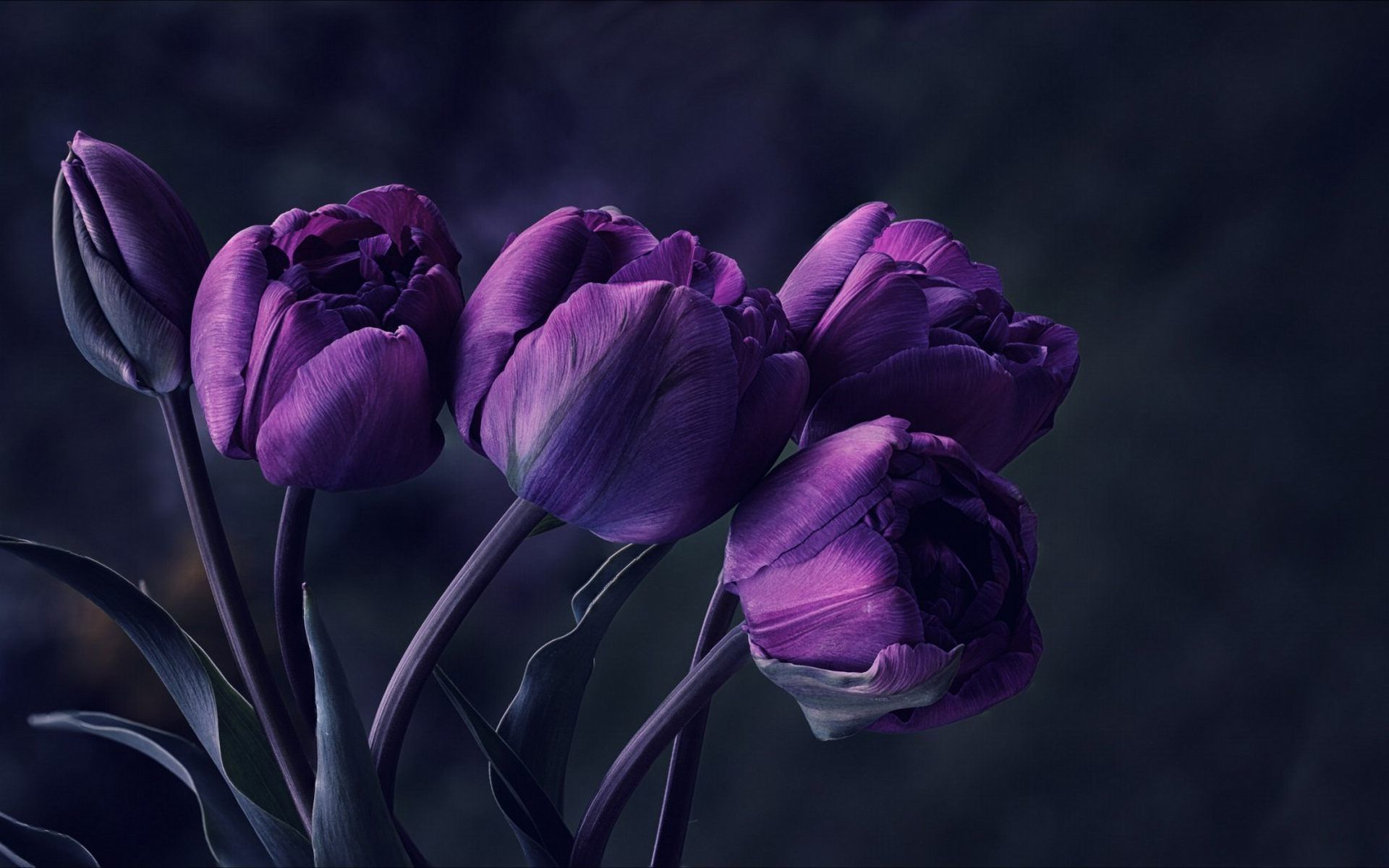 1920x1200 Dark Tulip Desktop Wallpapers Top Free Dark Tulip Desktop Backgrounds