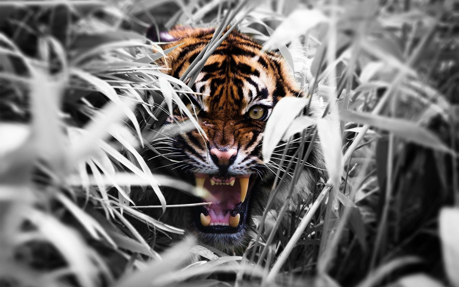 1920x1200 Angry Tiger Wallpapers Top Free Angry Tiger Backgrounds