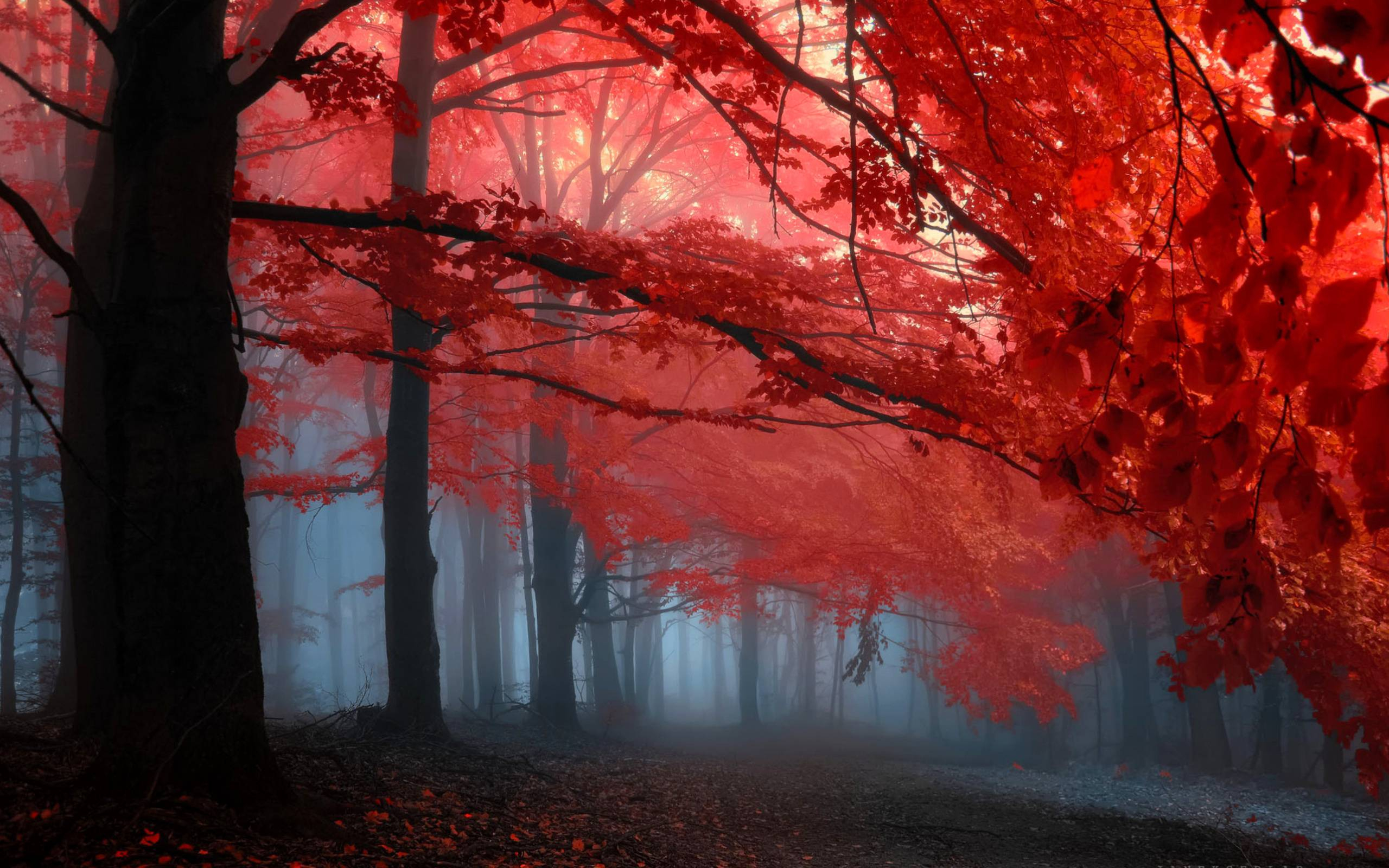 2560x1600 Red Leaves Wallpapers