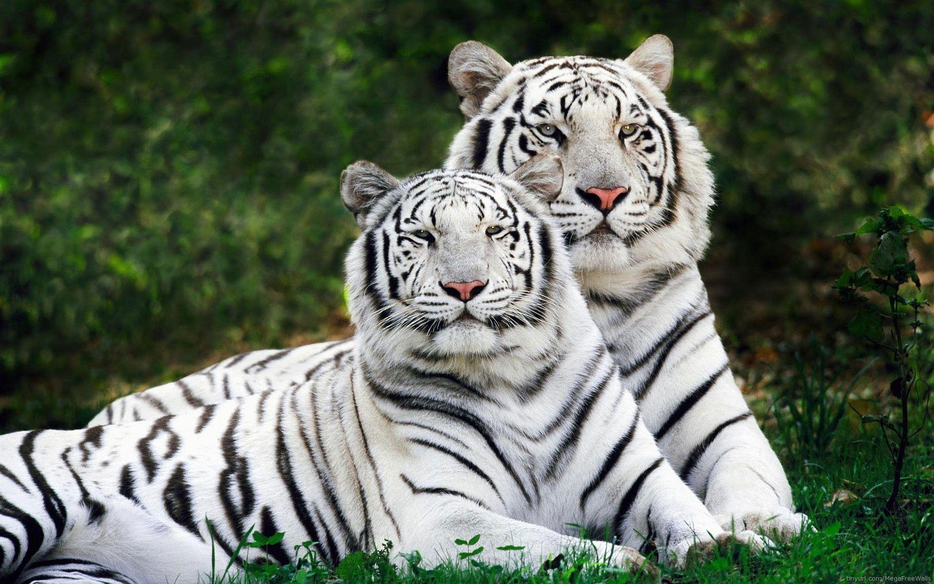 1920x1200 Free White Tiger Wallpapers