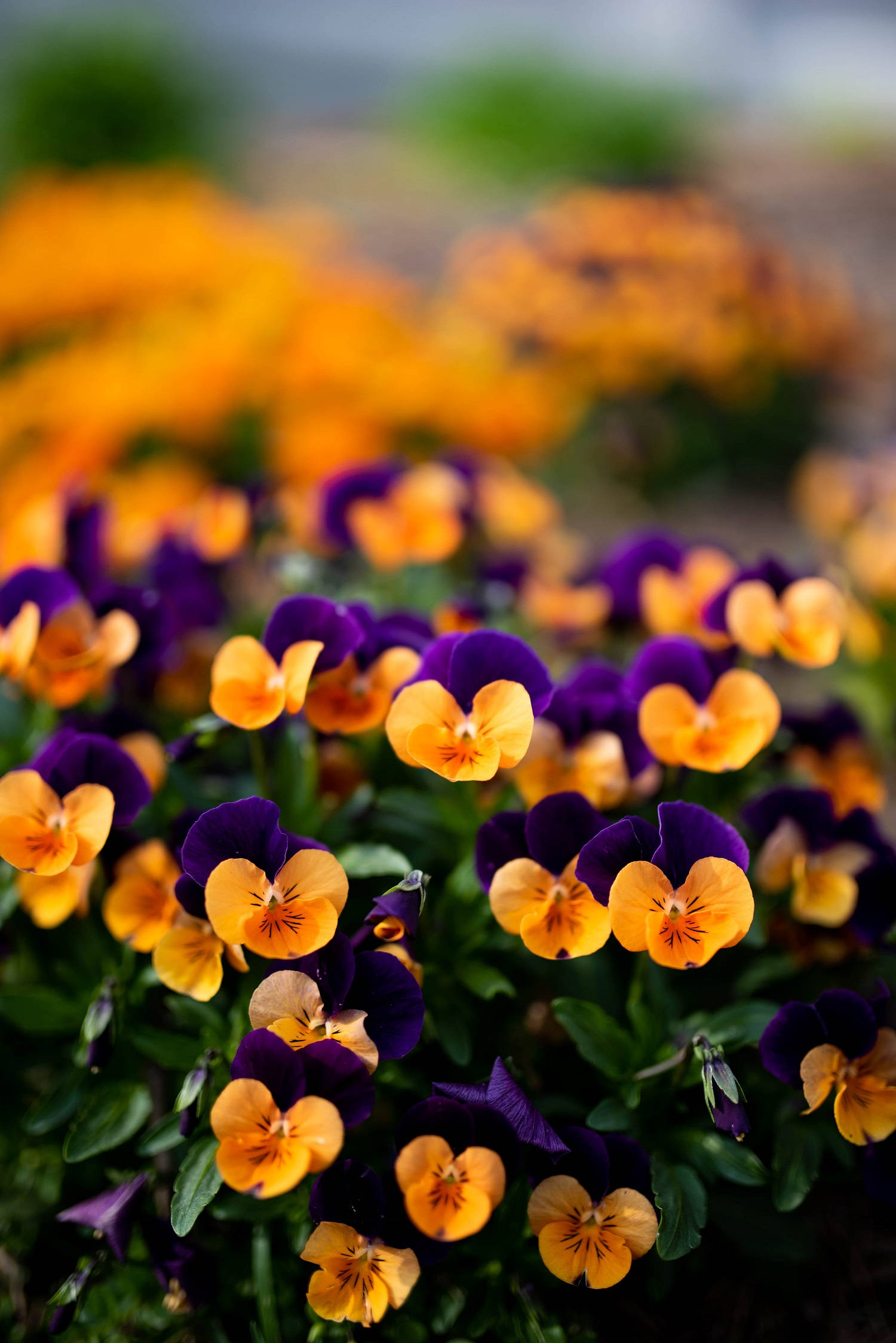 1500x2247 Download Mixed Purple-yellow Pansy Garden Wallpaper