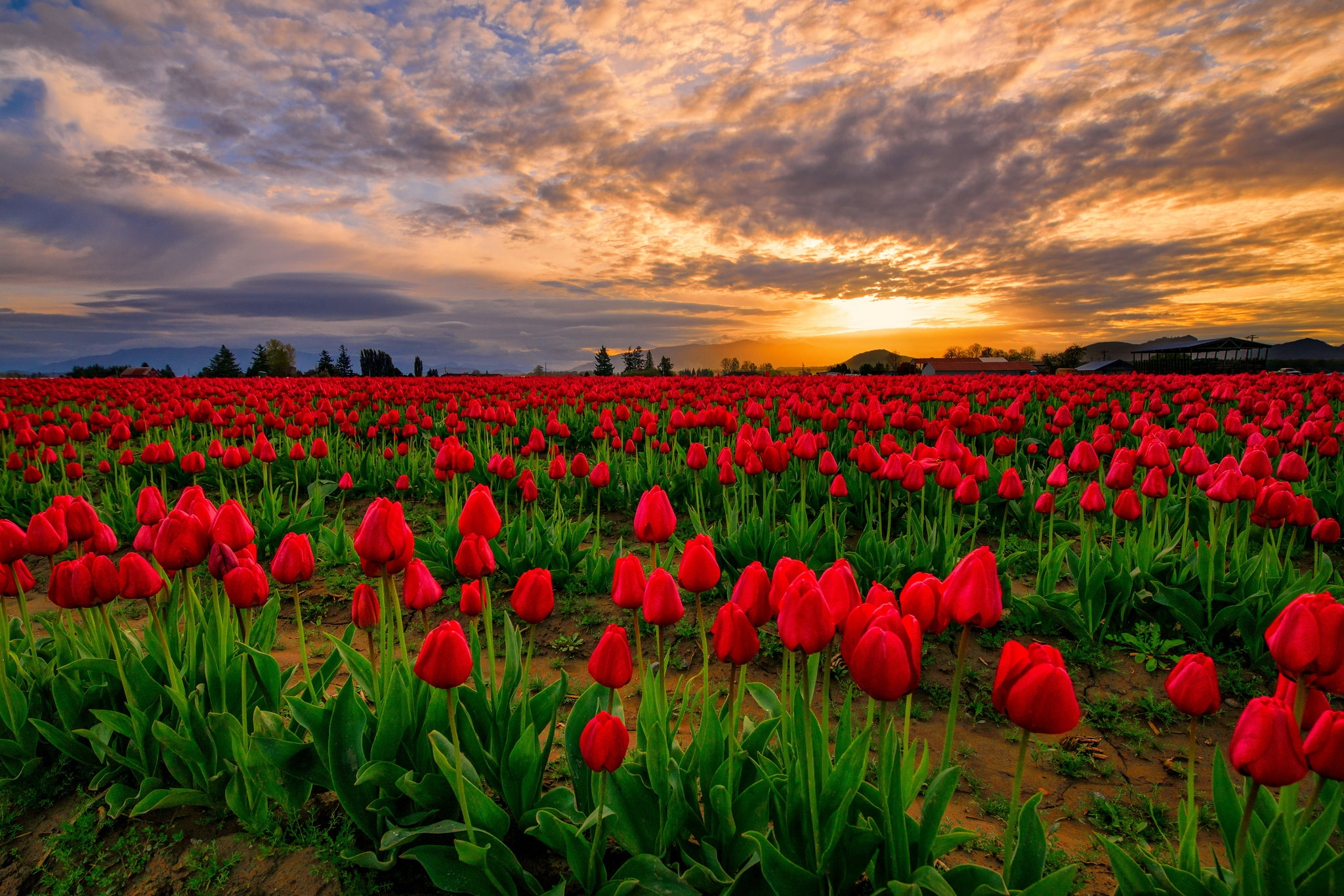 2048x1365 Red Tulip Field at Sunset