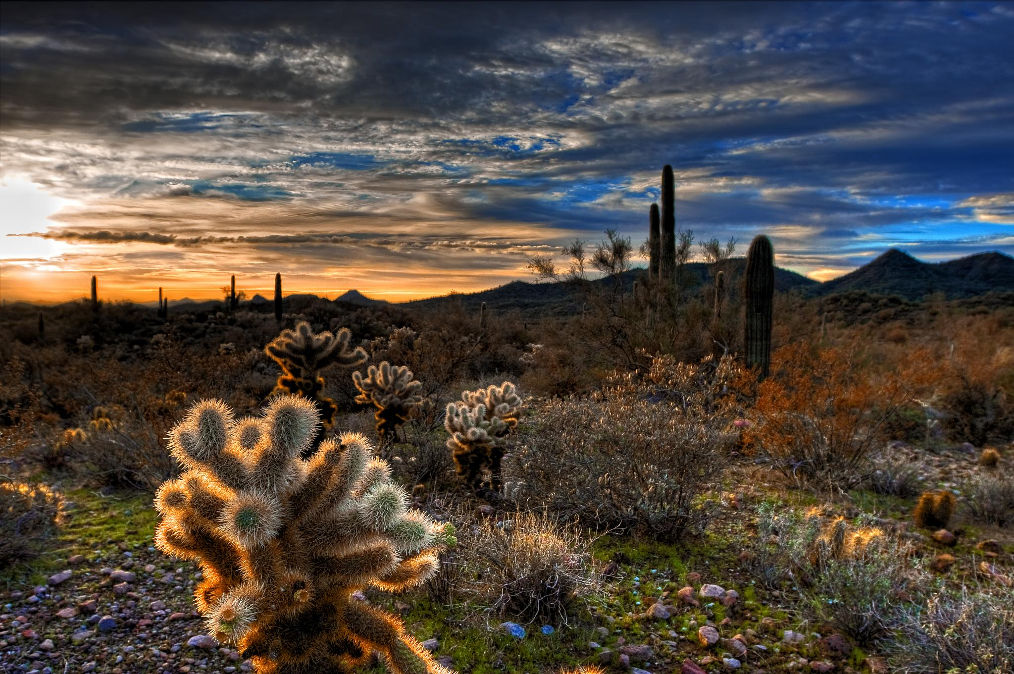 2048x1361 Wallpaper : Arizona, cactus, cloud, clouds, cacti, sunrise, jumping, desert, saguaro, cholla 945296 HD Wallpapers