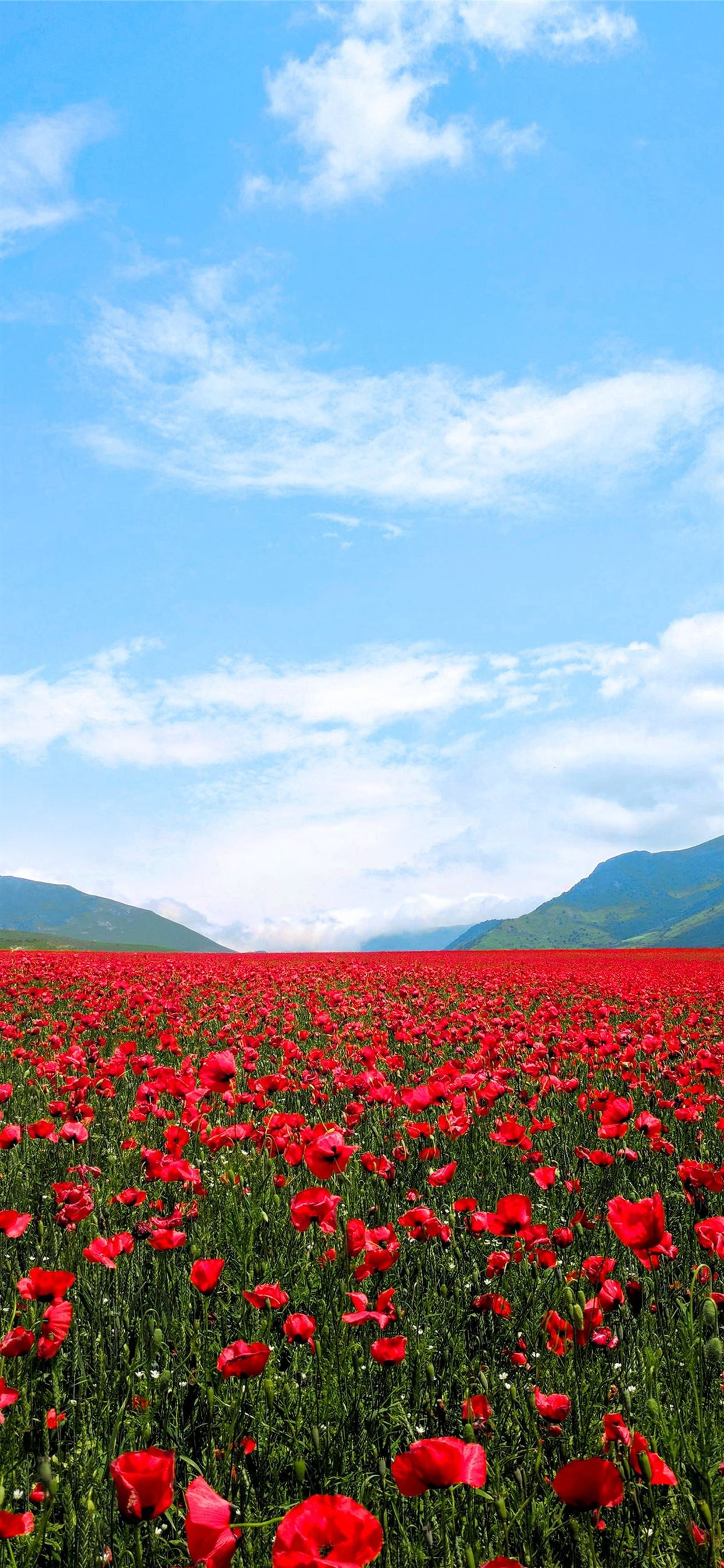 1242x2688 red flower field iPhone Wallpapers Free Download