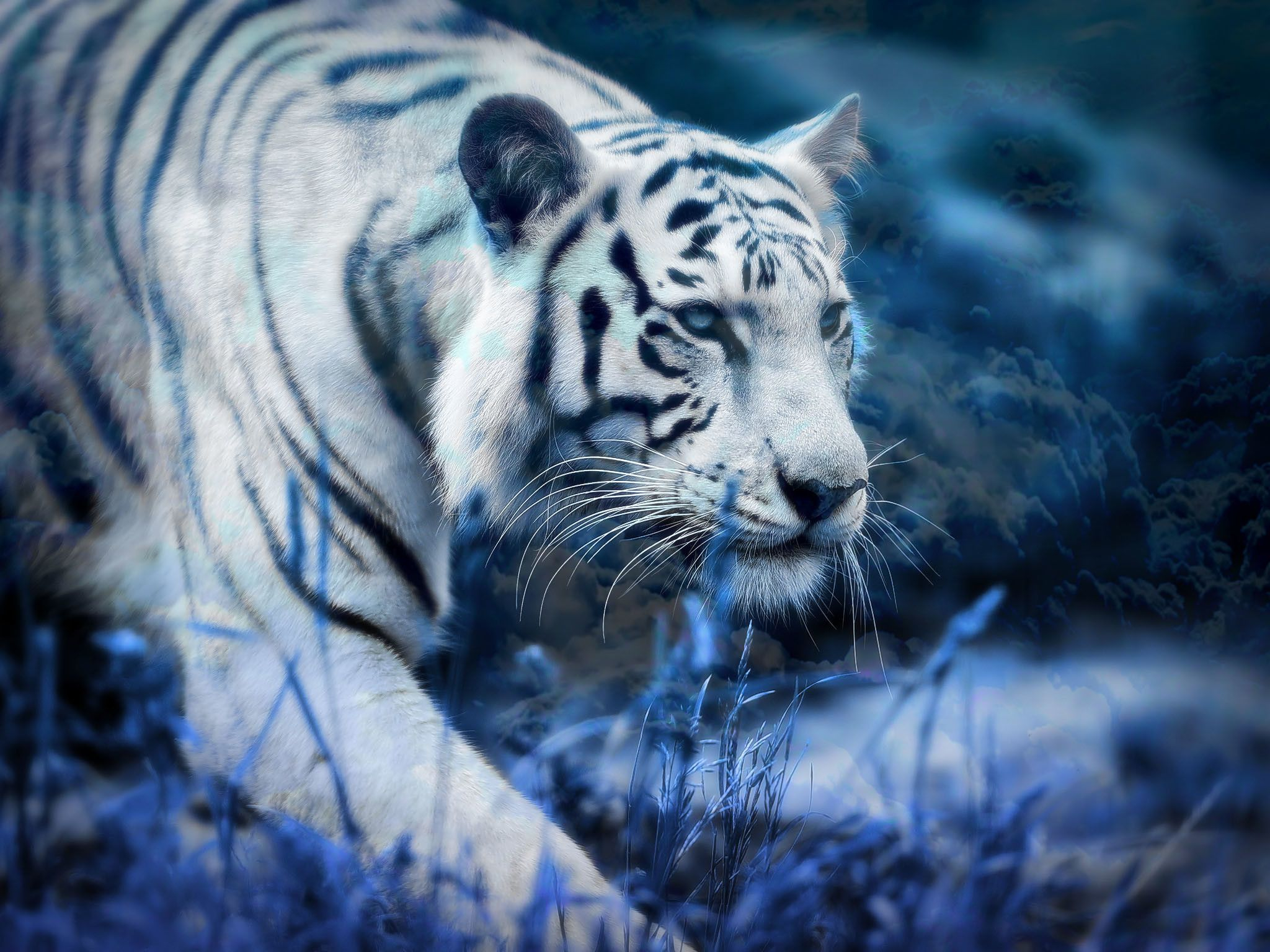 2048x1536 White Tiger Wallpapers Top Free White Tiger Backgrounds