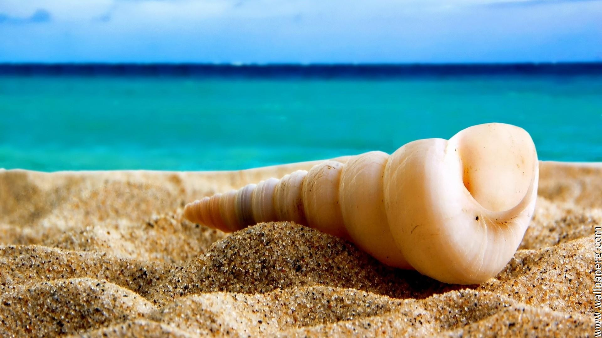 1920x1080 Download Beach sand seashells hd wallpapers Underwater world- For Mobile Phone