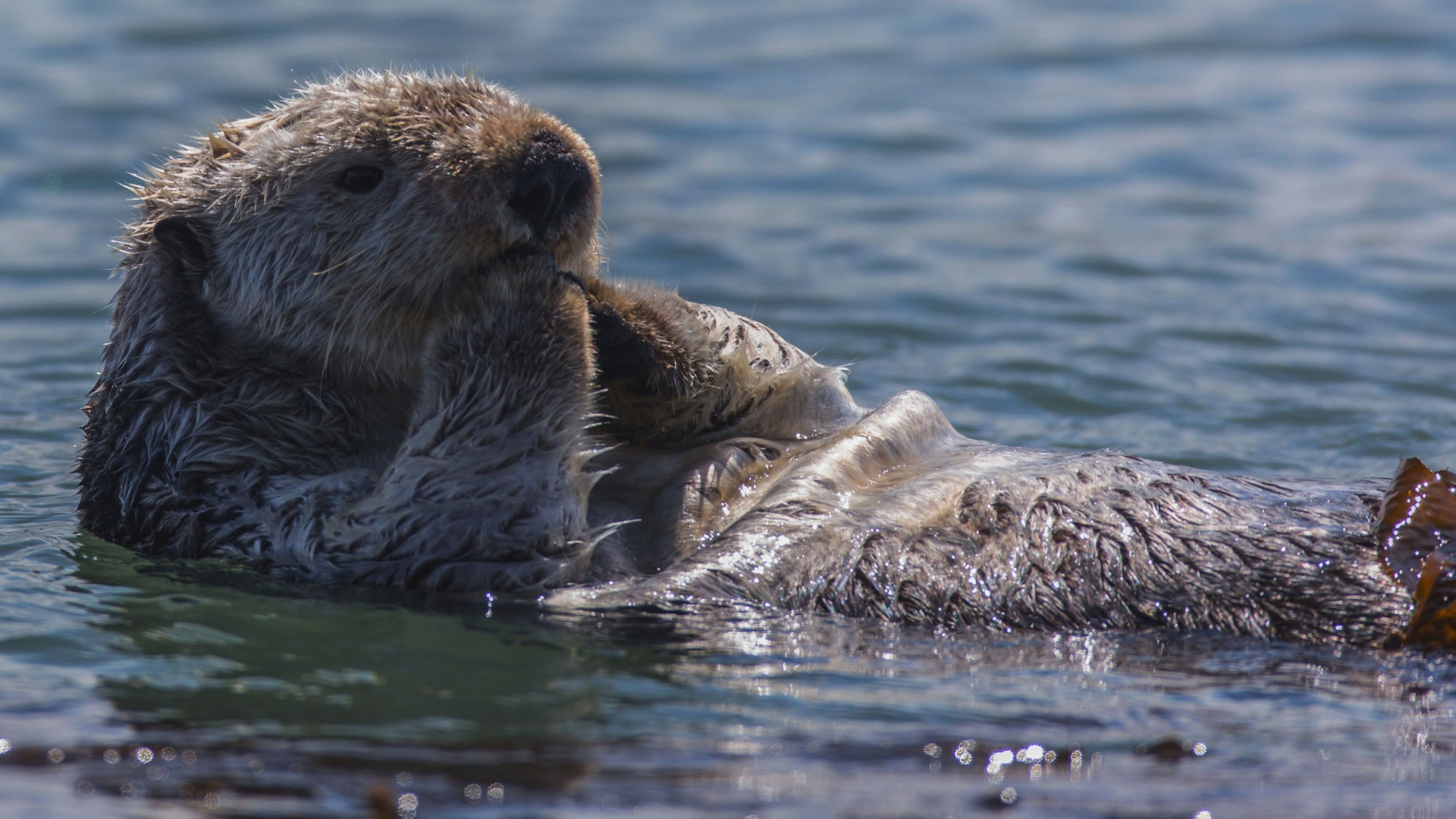 3840x2160 Sea Otter Eating HD desktop wallpaper : Widescreen : High ... | Otters, Sea otter, Cute animal videos