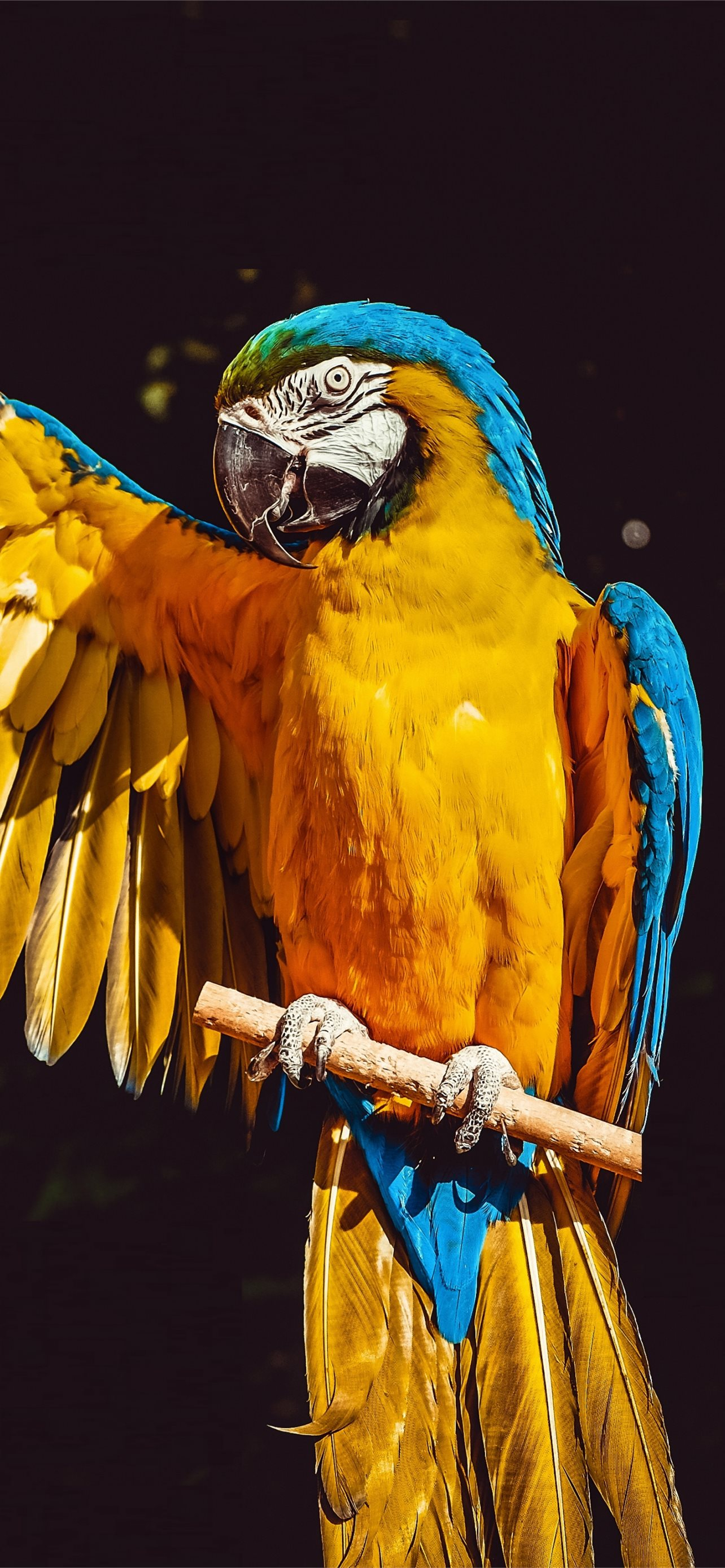 1284x2778 Parrot bird macaw portrait Samsung Galaxy S8 iPhone Wallpapers Free Download