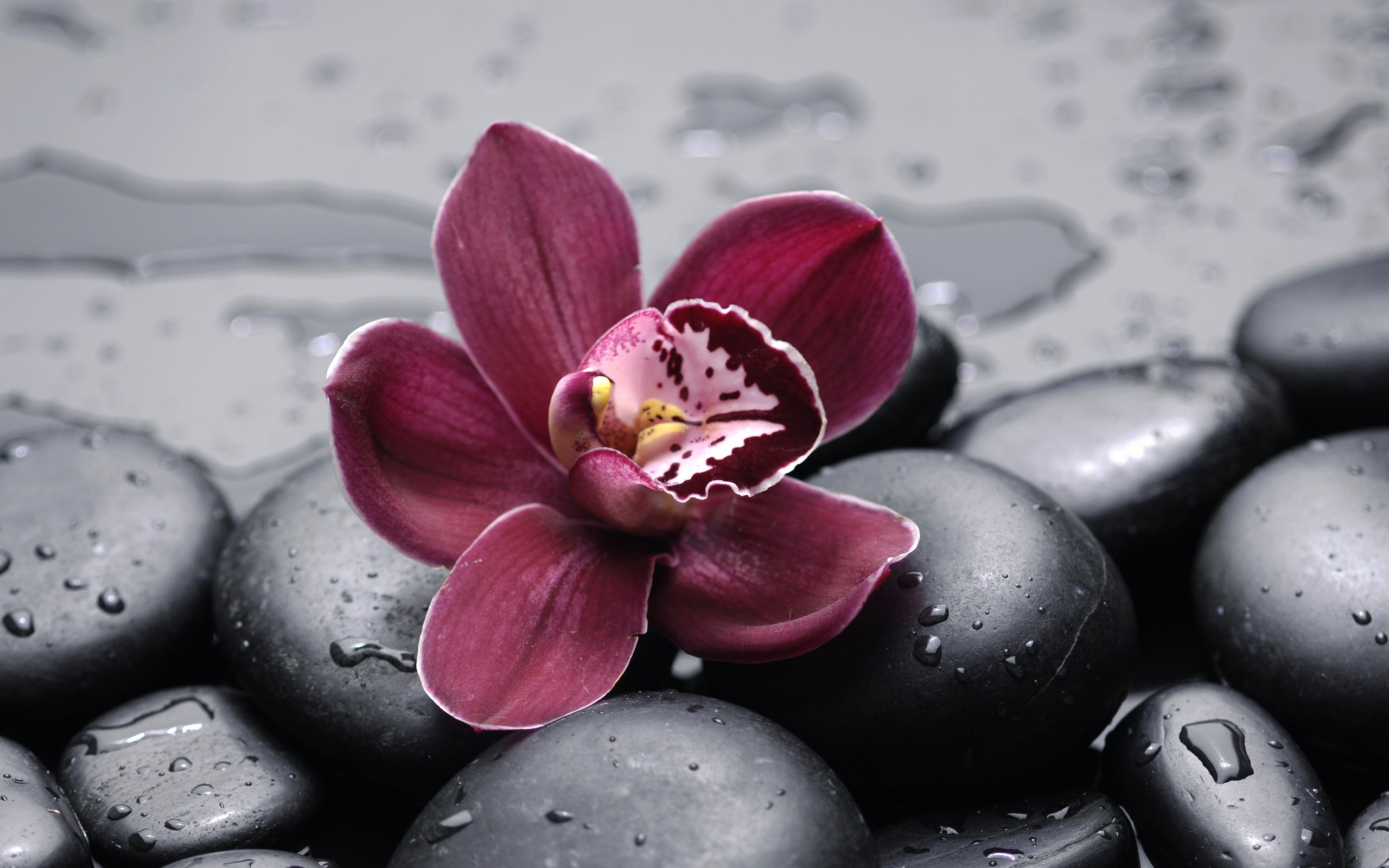 2560x1600 250+ Orchid HD Wallpapers and Backgrounds