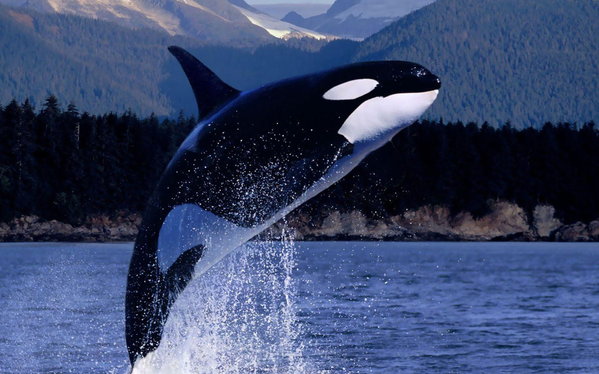 1920x1200 Killer Whales Wallpapers