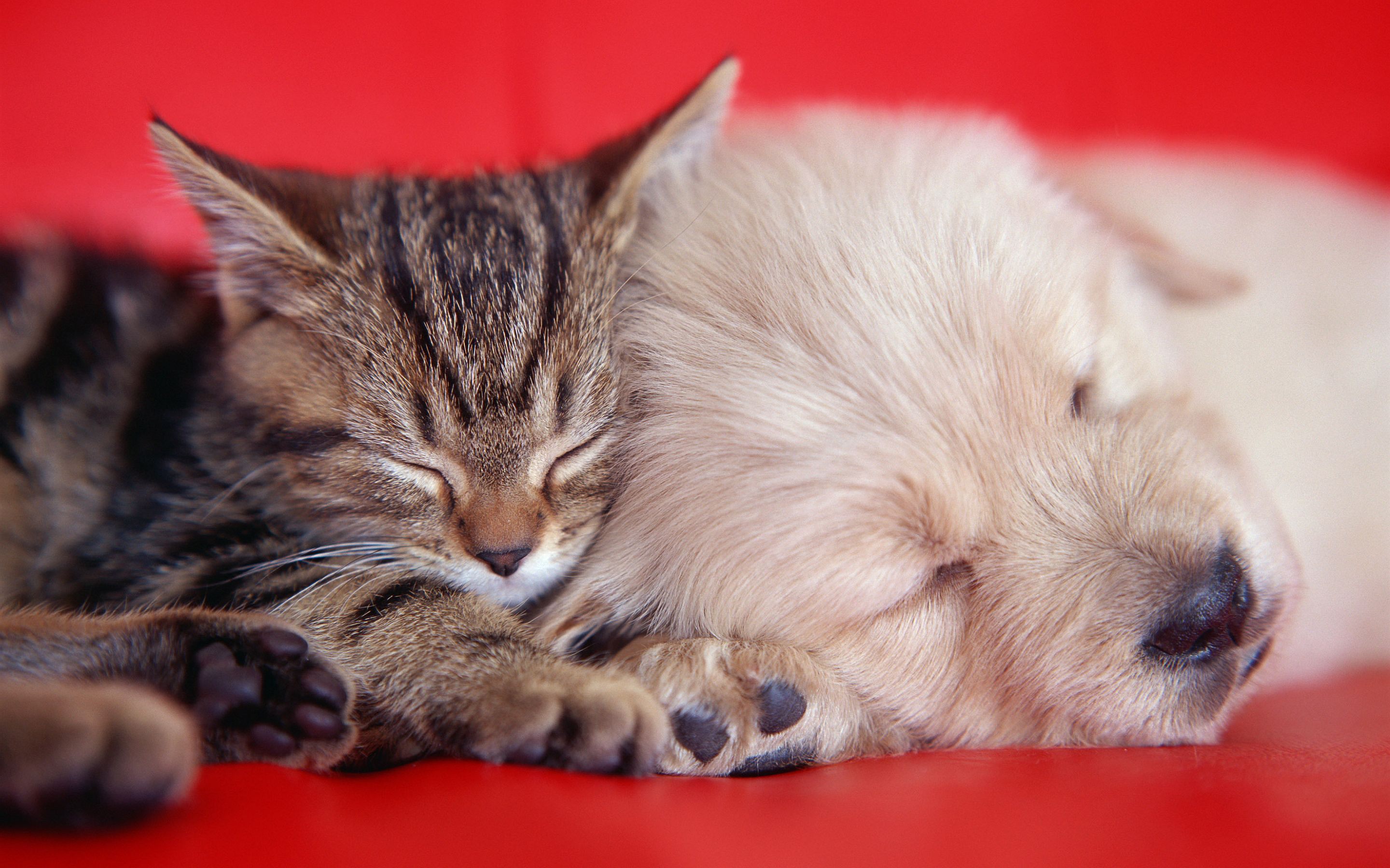 2880x1800 puppies and kittens taking a nap Animals Photo (41528620) Fanpop