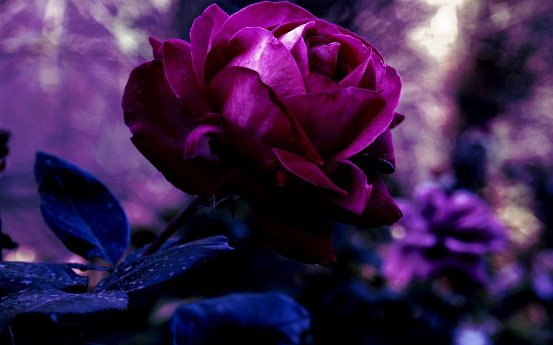 1920x1200 Purple Rose | Purple roses wallpaper, Purple roses, Purple flowers