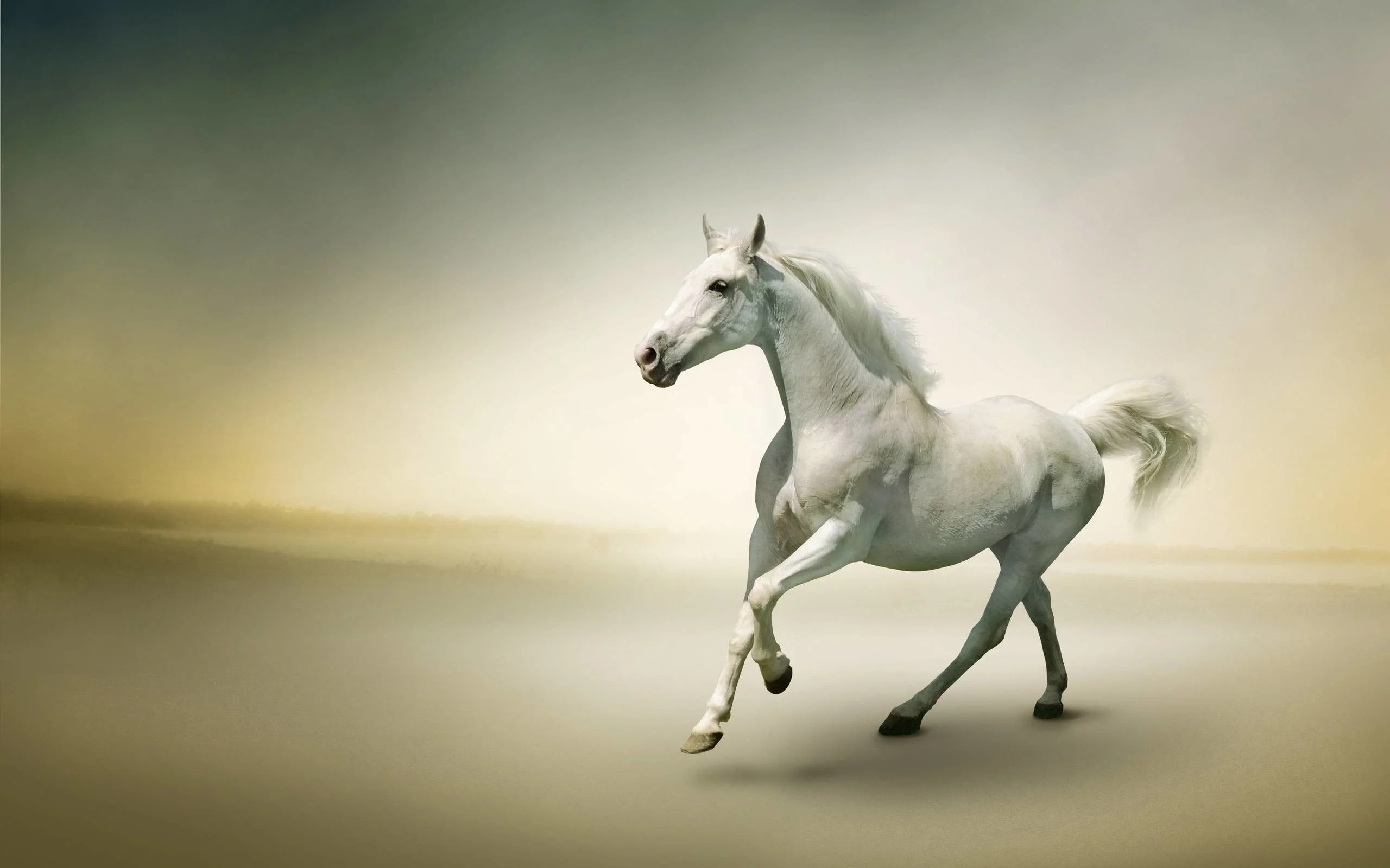 2560x1600 White Horse Wallpapers Top Free White Horse Backgrounds