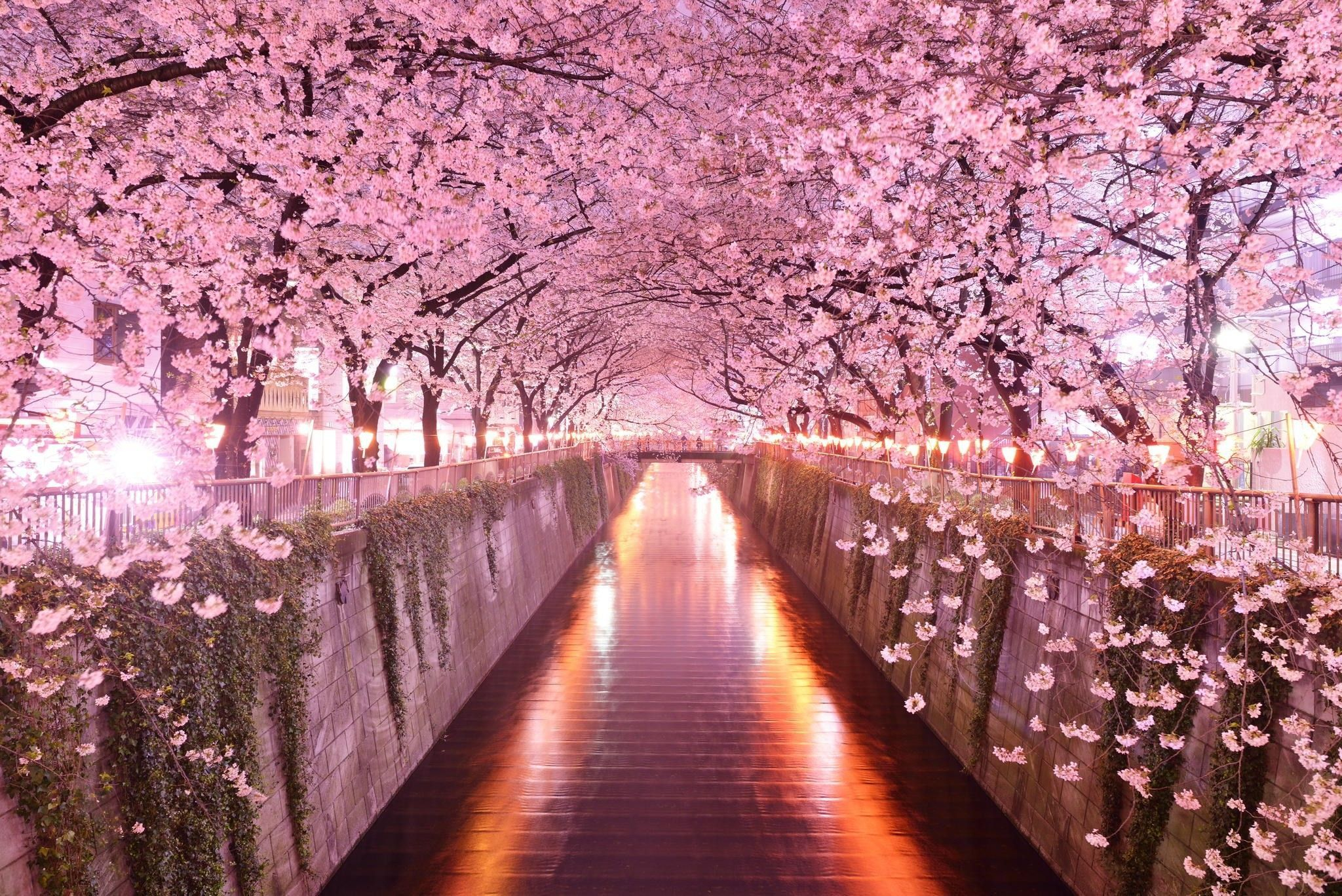 2048x1367 Cherry Blossom Wallpaper