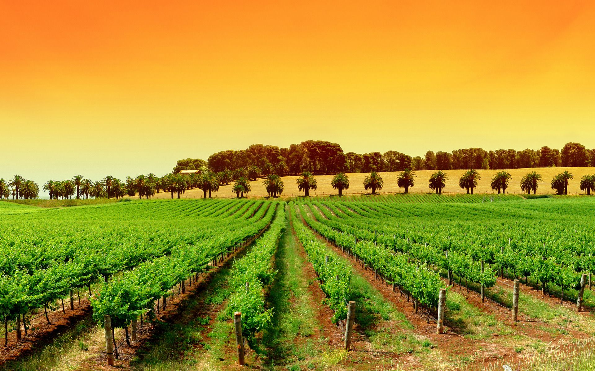 1920x1200 Orange Sky On The Vineyard Wallpaper Best HD Wallpaper | Make your own wine, Vineyard, Wine