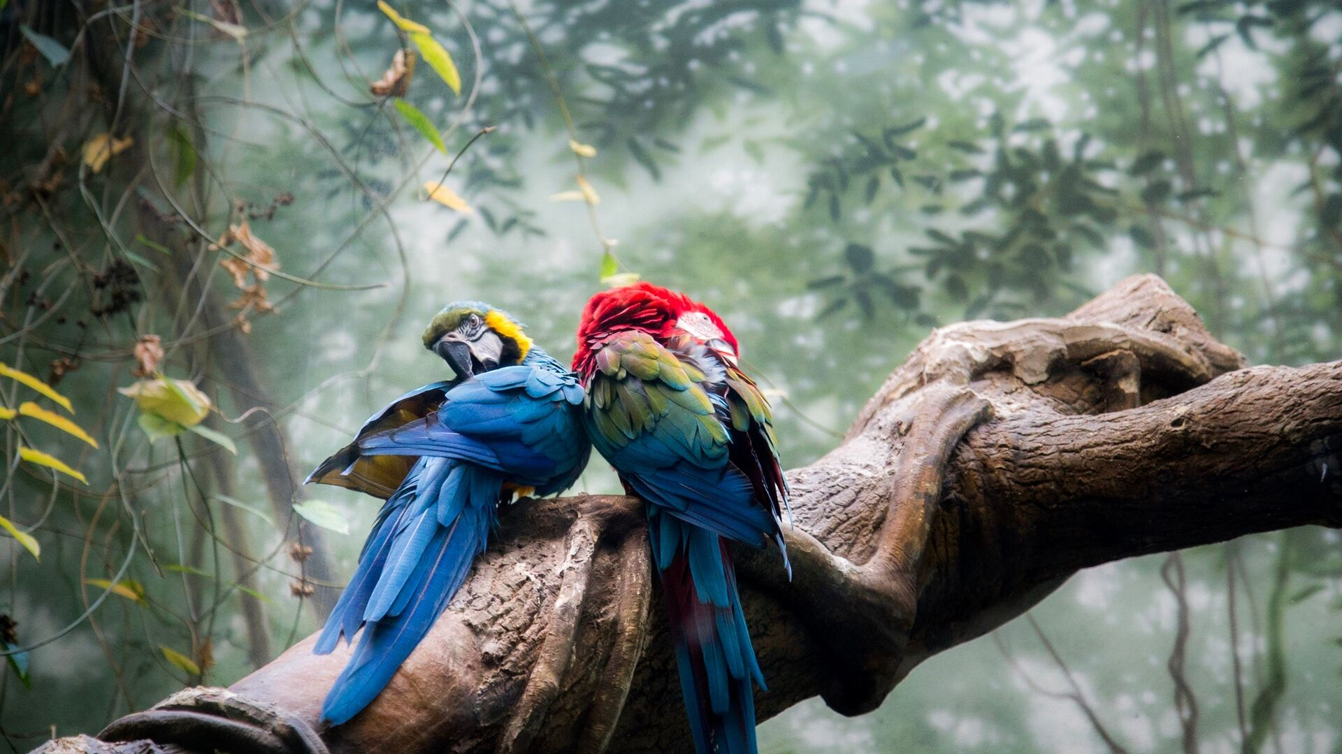1920x1080 Colorful Parrots Couple Laptop Full HD 1080P HD 4k Wallpapers, Images, Backgrounds, Photos and Pictures