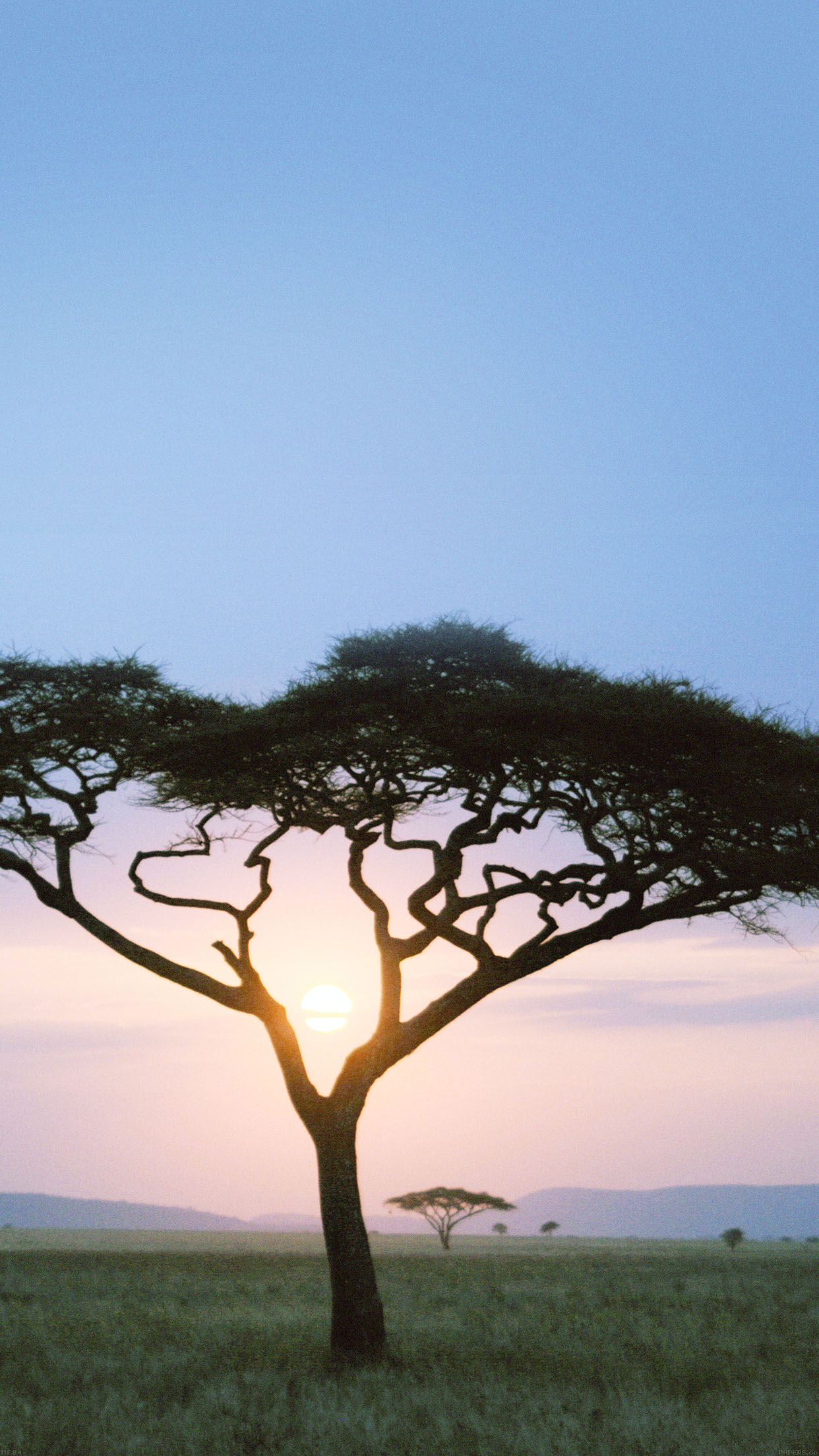 1242x2208 | iPhone11 wallpaper | mf04-solo-tree-safariday-africa-sunrise