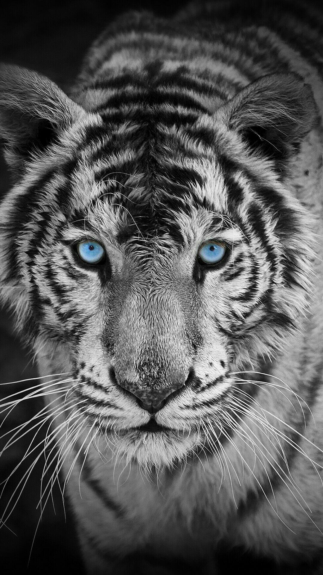 1080x1920 White Tiger Mobile Wallpapers