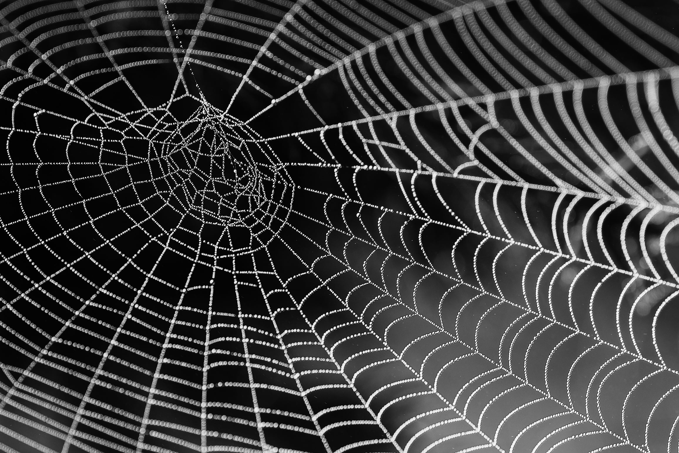 2312x1542 Selective photography of spiderweb HD wallpaper