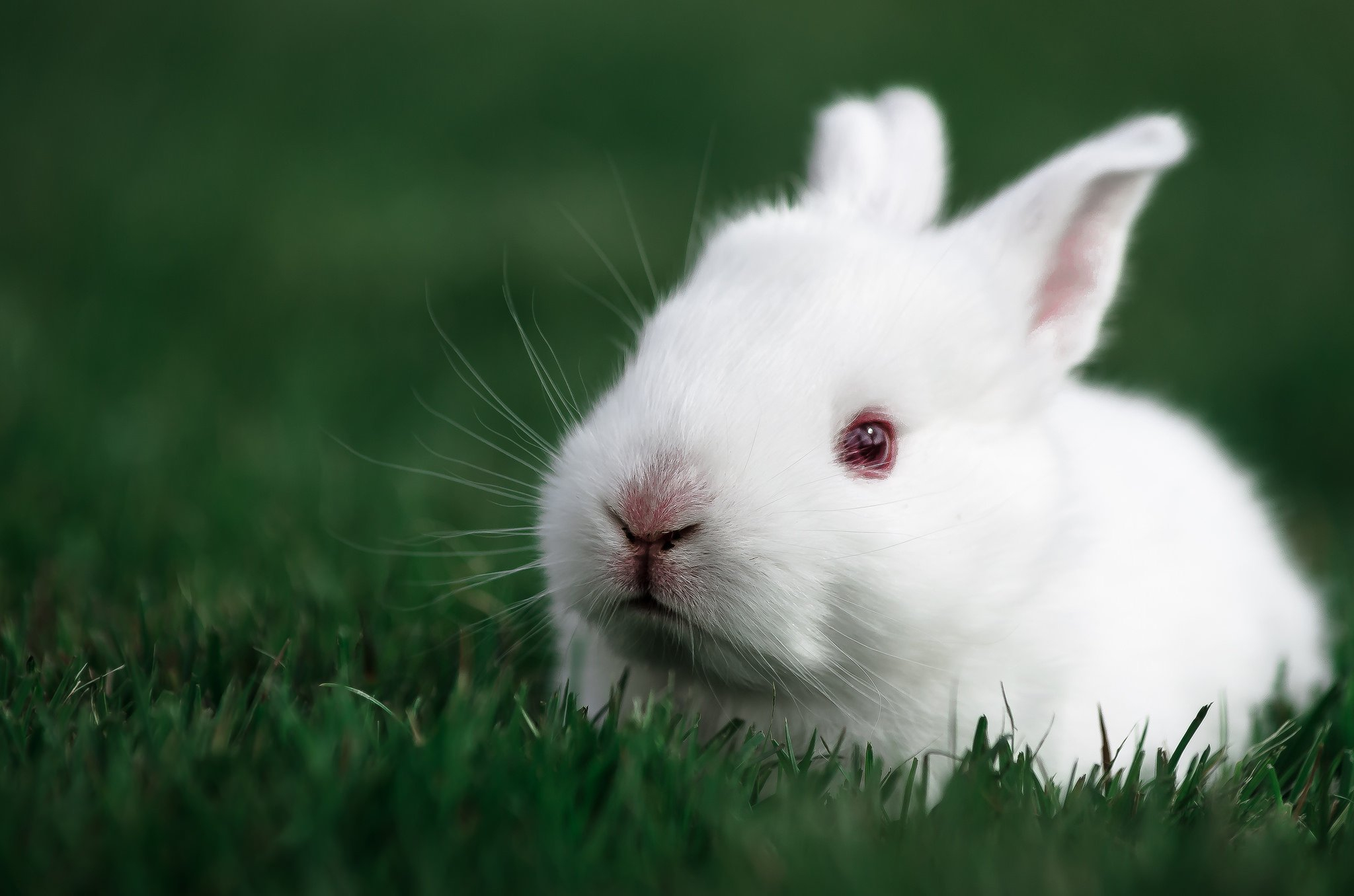 2048x1356 White rabbit rabbit bunny baby easter wallpaper | | 719354 |