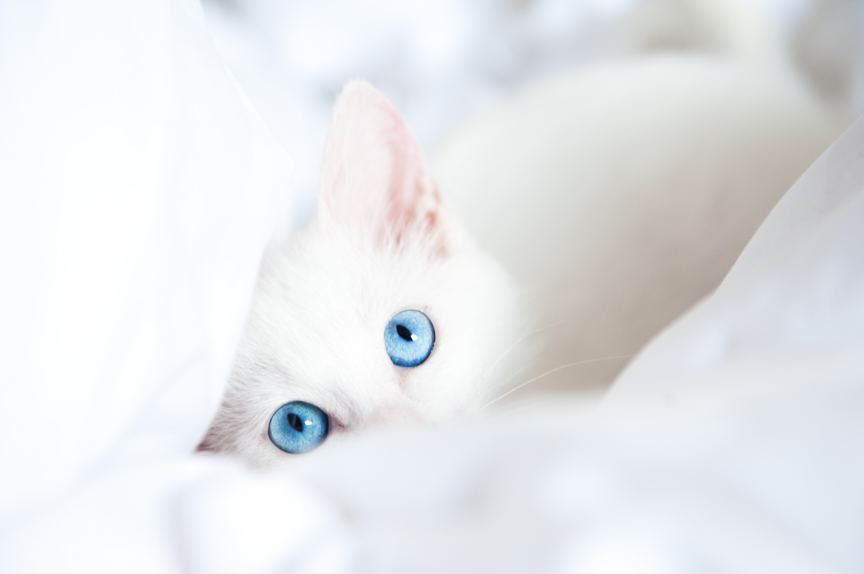 White Cat Wallpapers and Backgrounds 4K, HD, Dual Screen