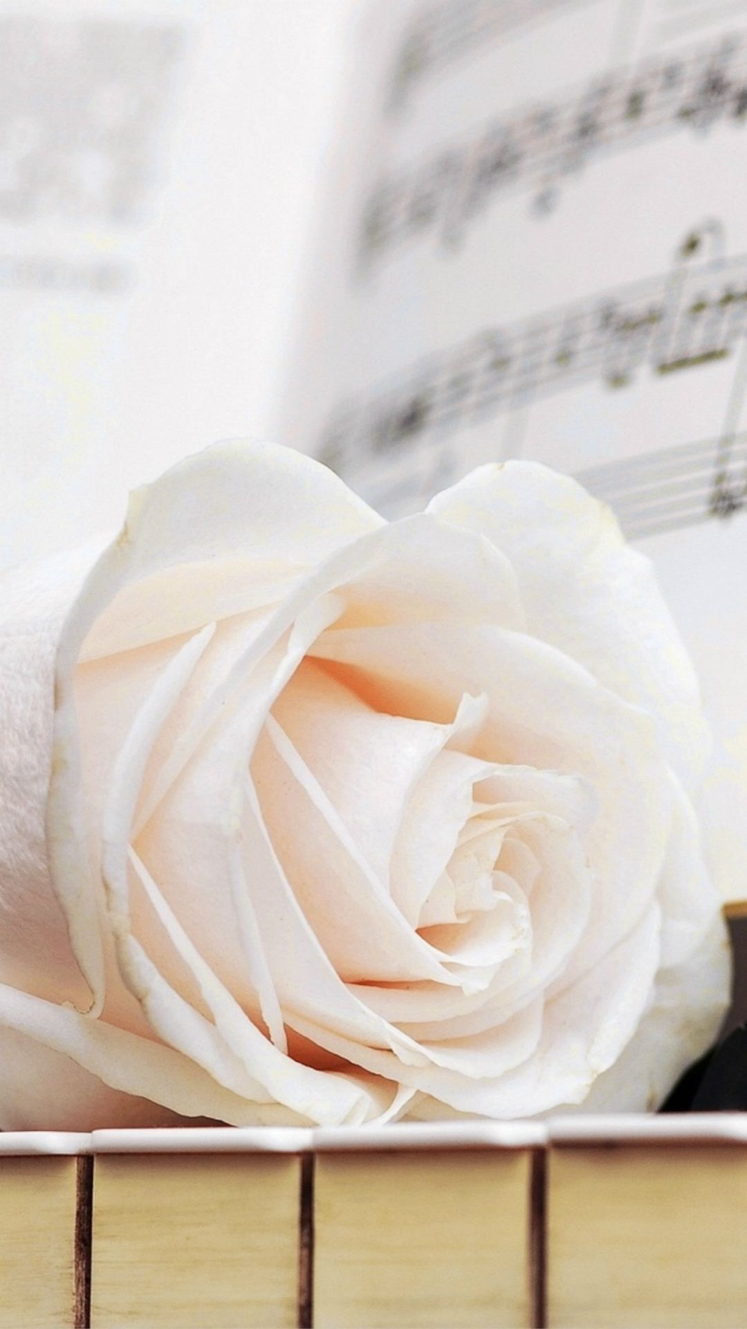 1080x1920 White Rose iPhone Wallpapers