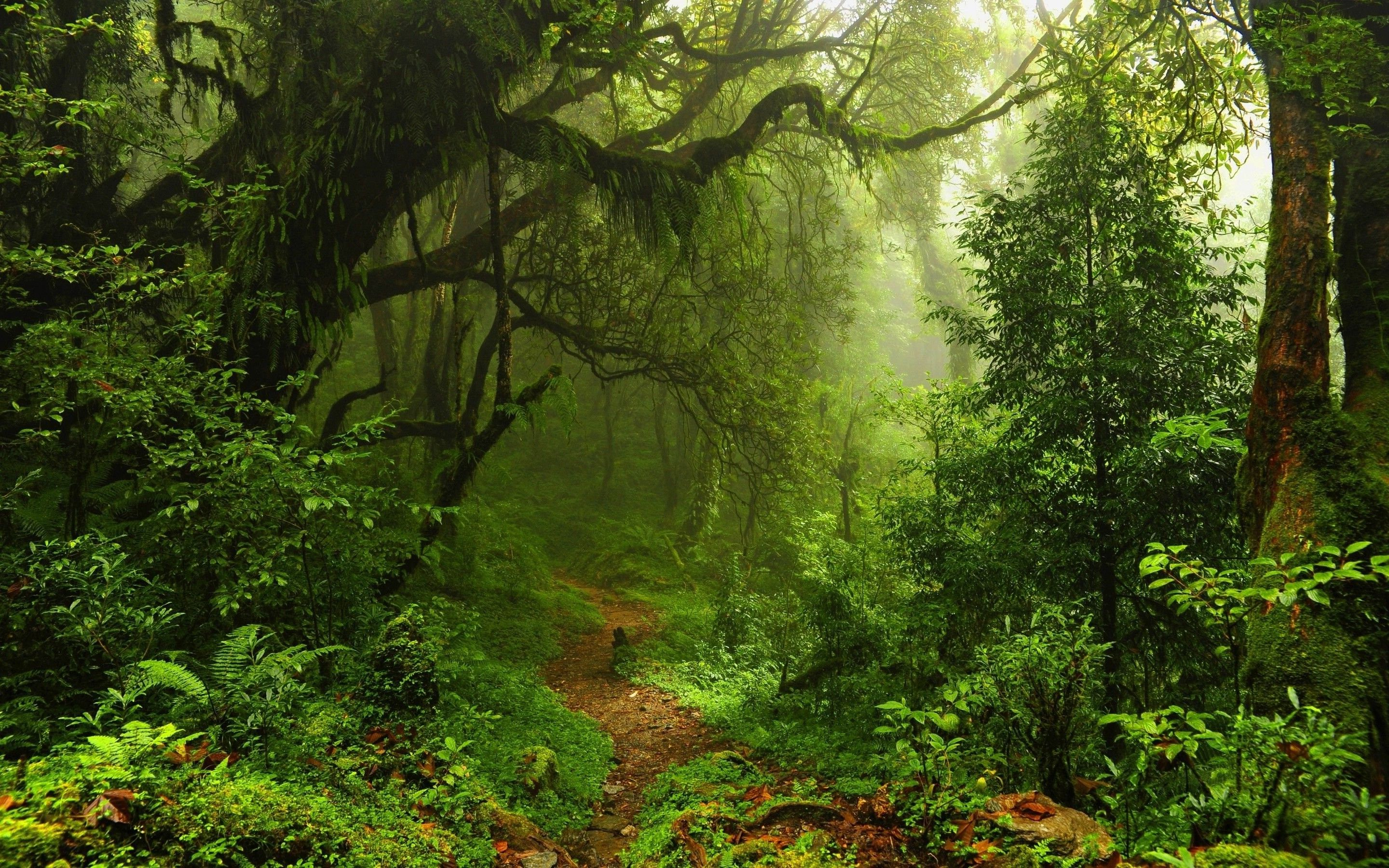 2880x1800 nature, Trees, Forest, Leaves, Lianas, Mist, Moss, Path, Plants ... | Forest photography, Forest scenery, Forest wallpaper