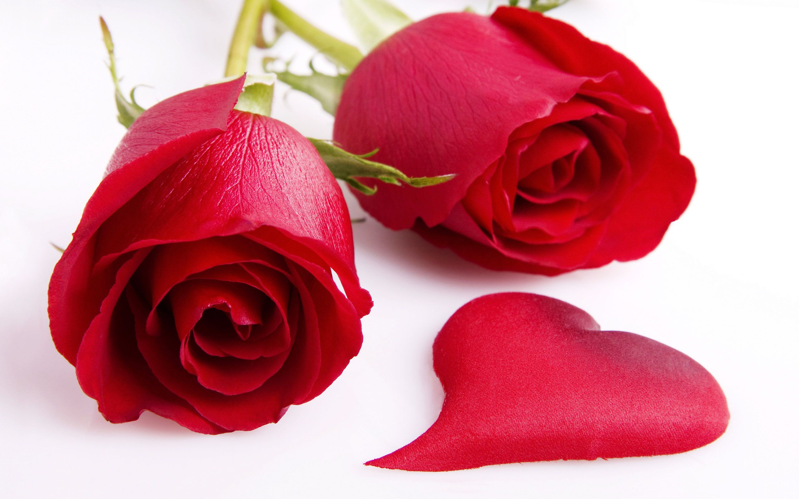 2560x1600 Collection Of Most Pretty Love Red Rose Flowers HD Images Wallpapers WallpaperCare