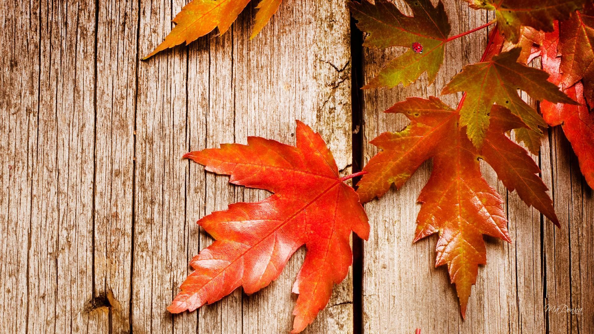 1920x1080 Autumn Rustic Wallpapers