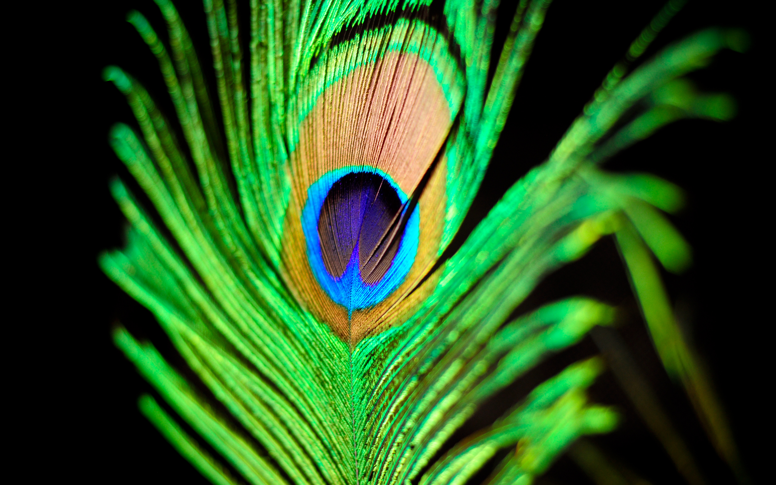 2560x1600 Peacock Feather