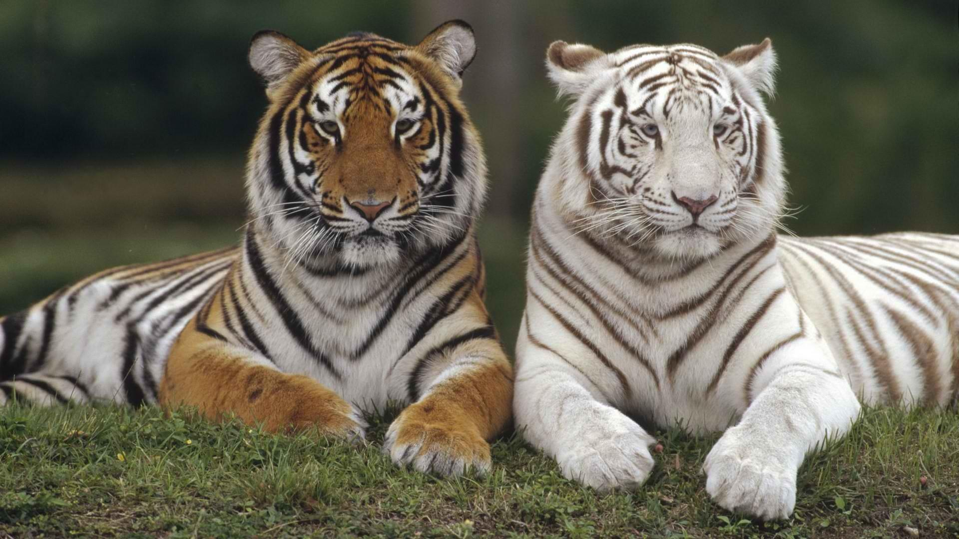 1920x1080 20+ White Tiger HD Wallpapers and Backgrounds