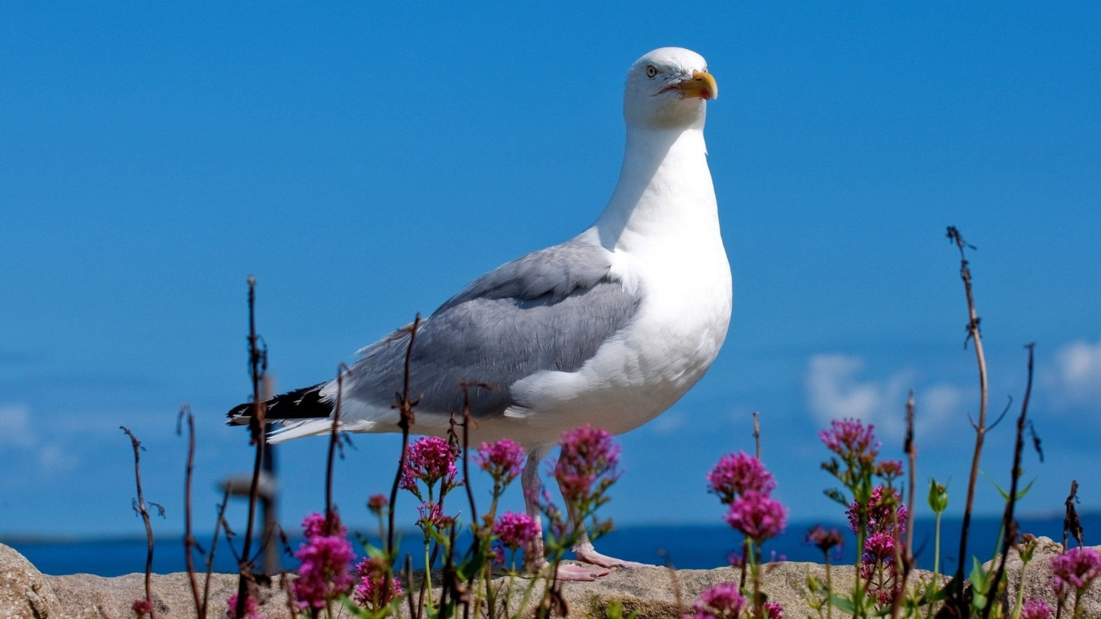 3840x2160 Seagull Wallpapers Top Free Seagull Backgrounds
